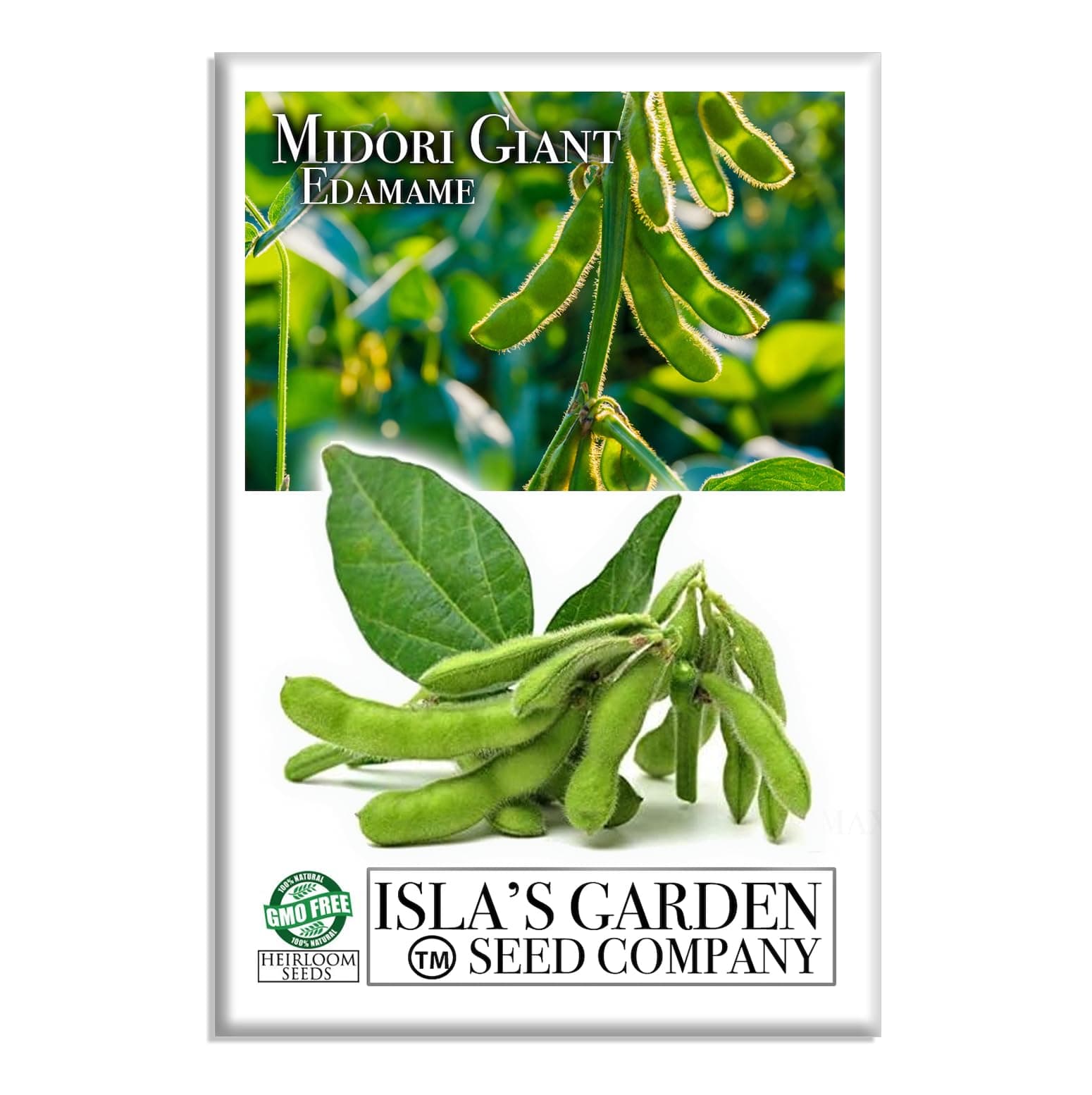 Midori Giant Edamame Seeds (Glycine max) – 25+ Heirloom Non-GMO Seeds by Isla’s Garden Seeds, Large Tender Pods, High-Yield Soybeans, Ideal for Fresh Eating Boiling, Garden Beds Containers