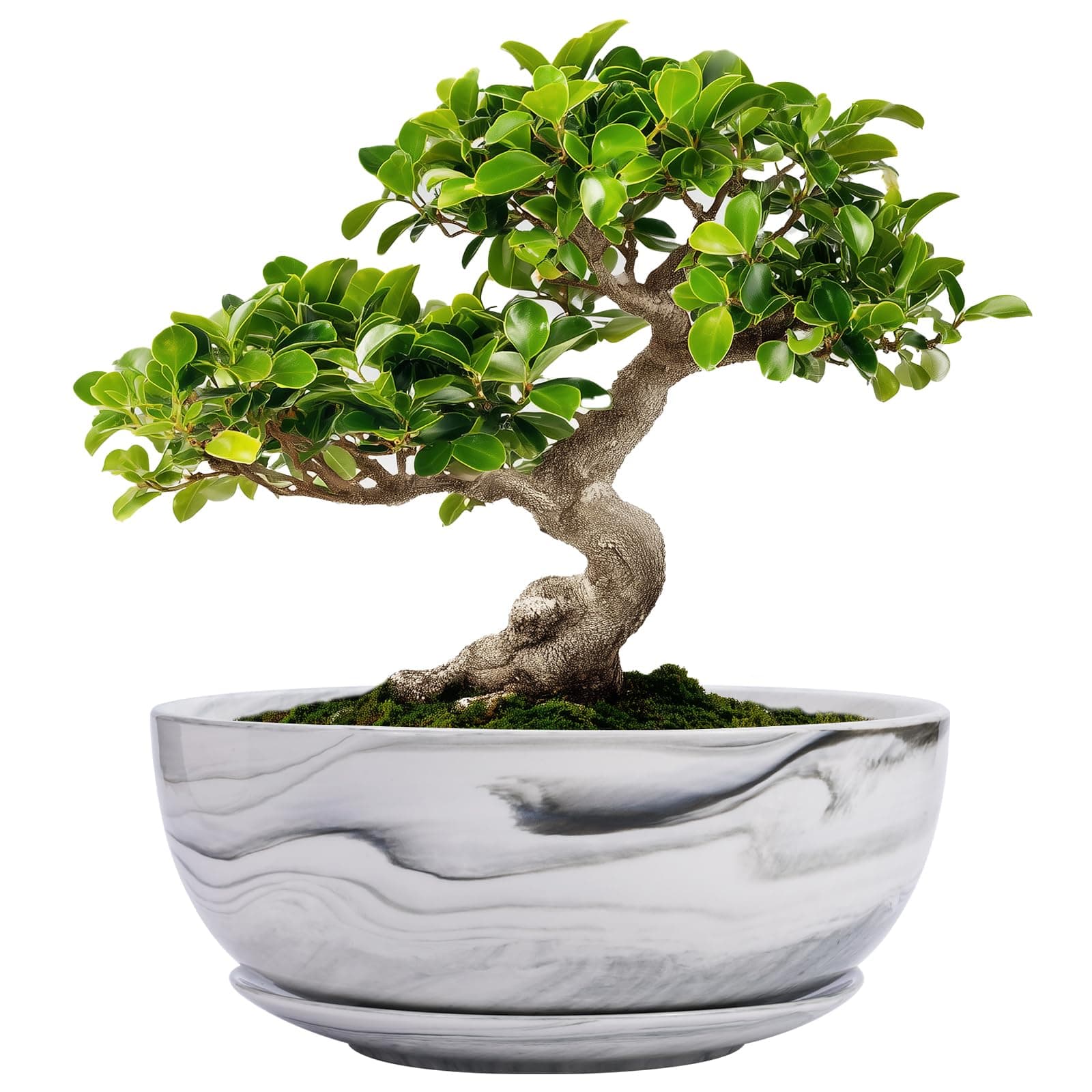 G EPGardening Bonsai Pots, 8 Inch Marble Pattern Ceramic Succulent Pot with Drainage Hole and Plant Saucer, Large Round Planter for Indoor Outdoor Plants, Modern Flower Pot, Plants Lovers Gifts, Grey