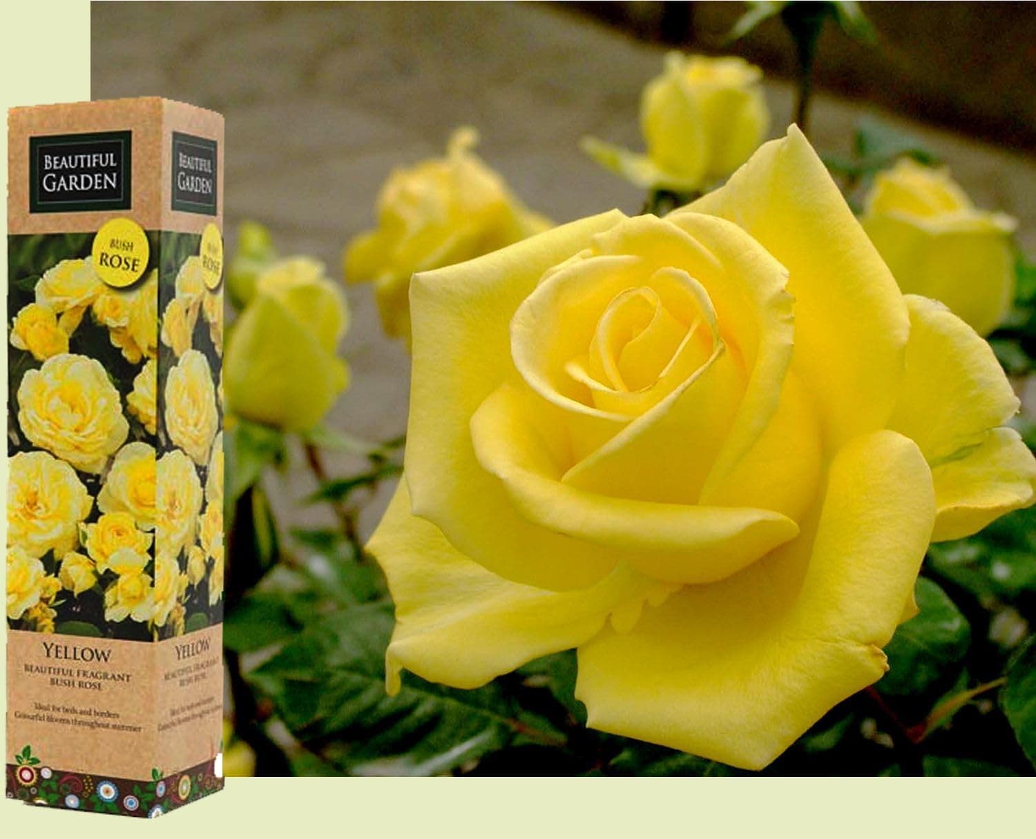 1 Gorgeous Fragrant Yellow Bush Rose Bare Rooted Plant Shurb Trellises Outdoor Landscape Aroma Flowers Archway Garden Fences Pergola