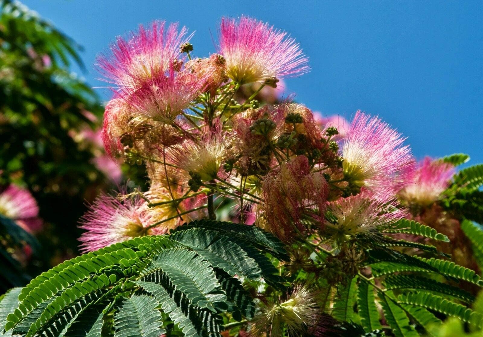 Persian Silk Tree Seeds Albizia Julibrissin Garden 25 Seeds