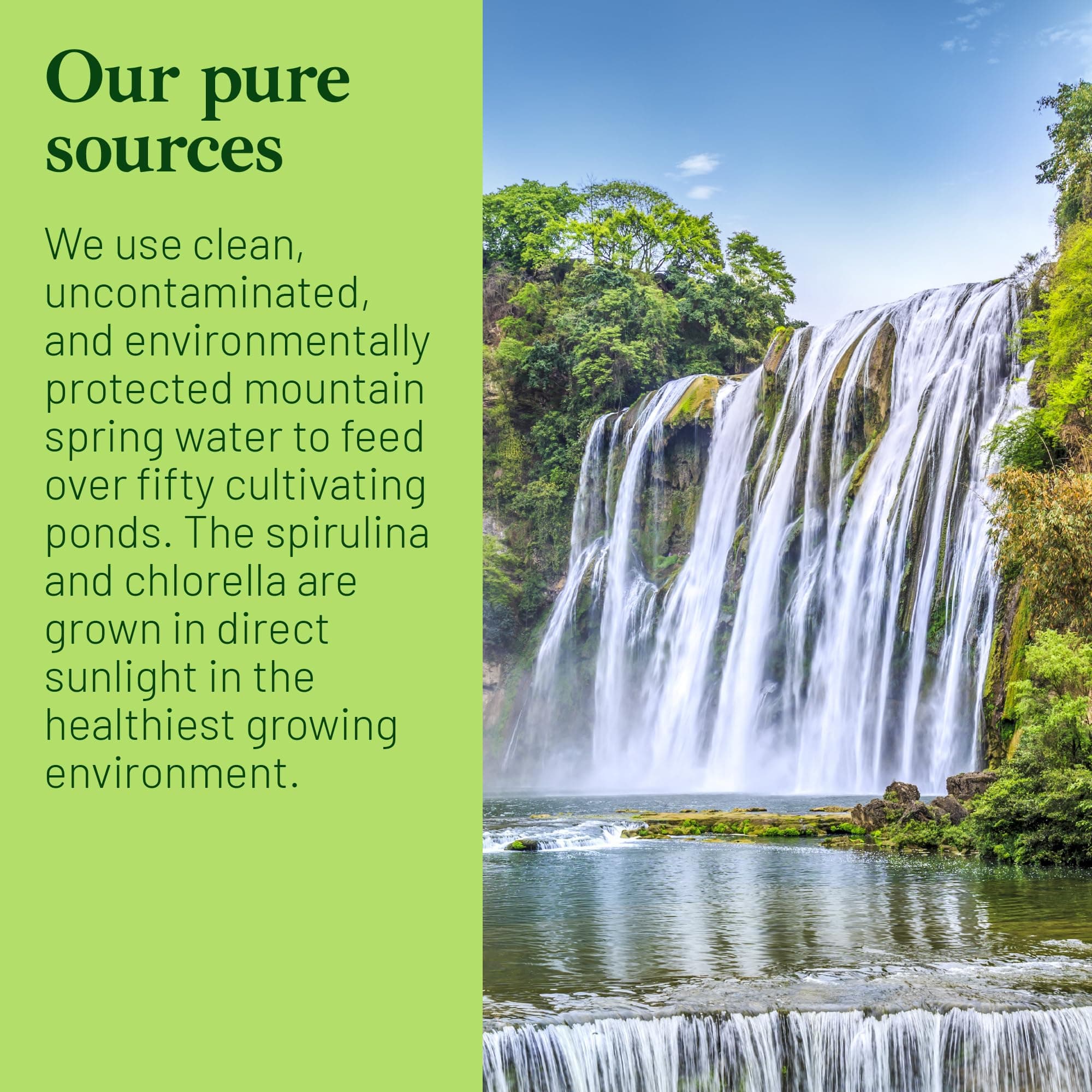 Chlorella Spirulina Tablets 80-DAY-SUPPLY 1250 Tablets - Non GMO - Sunlight Grown - Deep Green Color - Cracked Cell Wall - Alkalyzing - High Protein -...