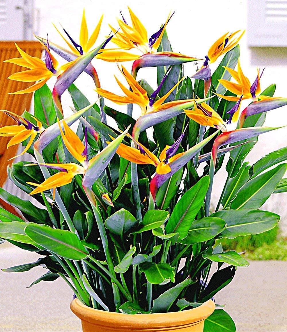 XIANJIA - Africa Bird of Paradise Flower Seeds Strelitzia Reginae Dwarf Plants Horticulture Plants Bird Flowers Seeds Perennial Hardy