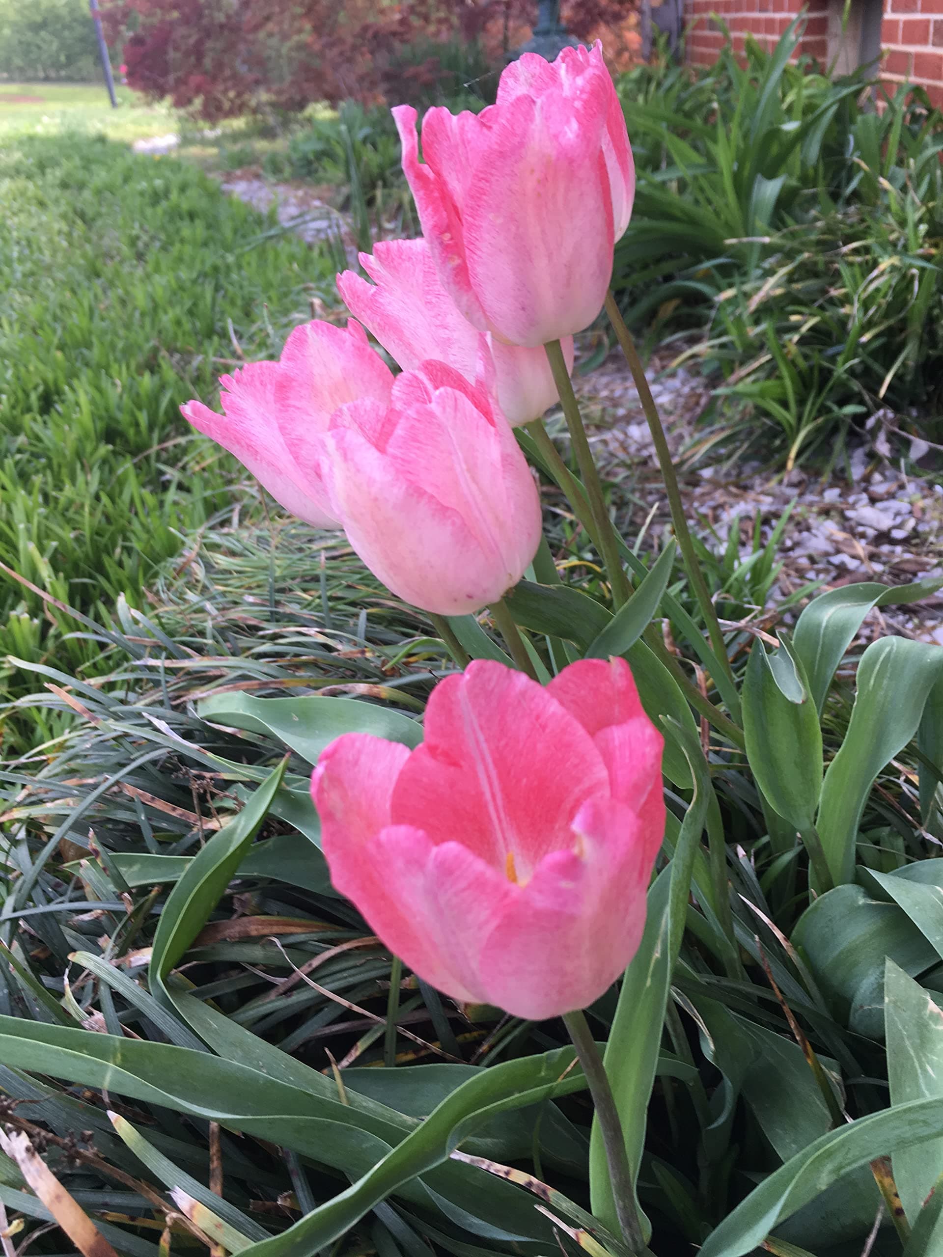 Tulip Bulbs - 20 Pink Impression Darwin Tulip - Bulb Size 11/12 cm - Fall Planting & Spring Blooms