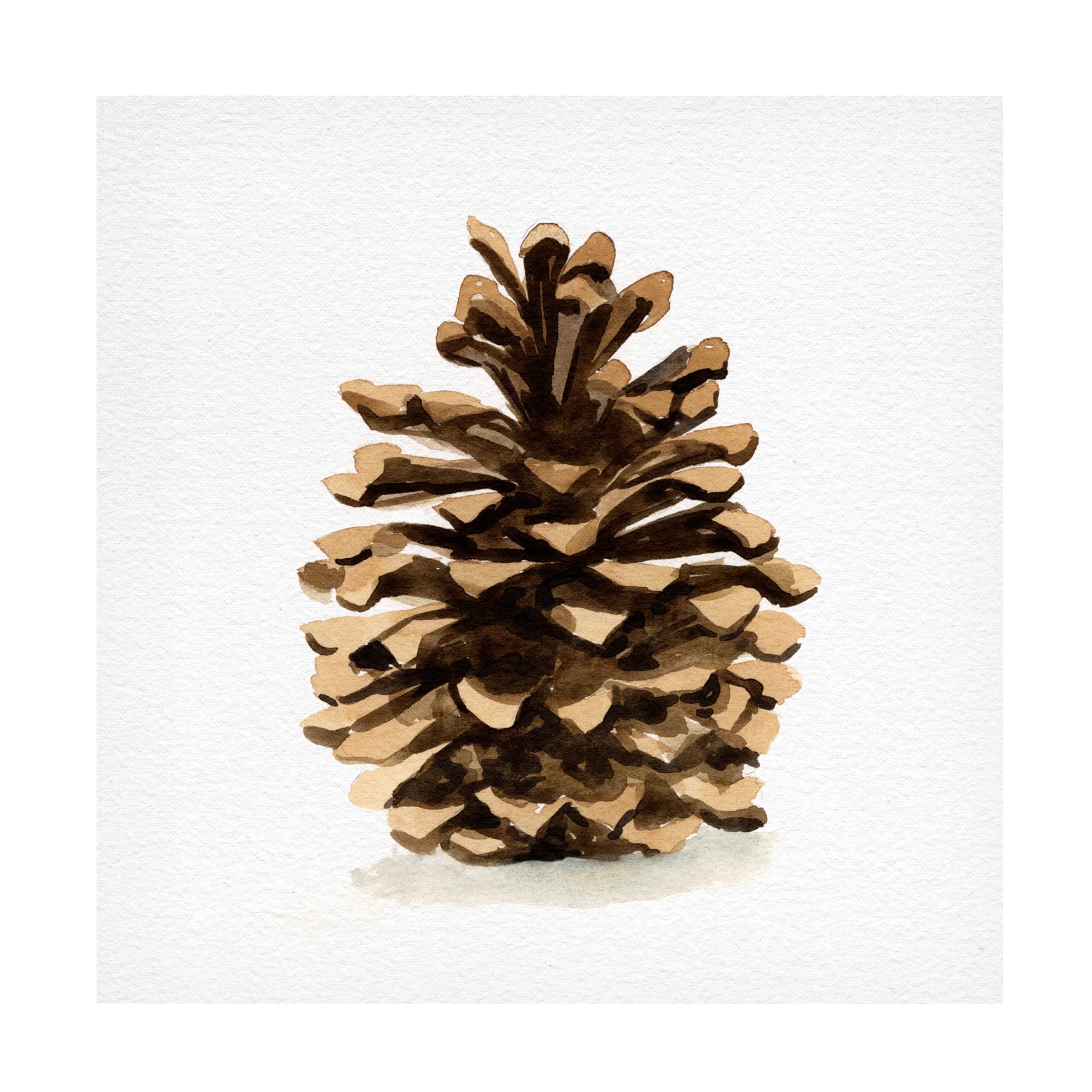 Trademark Fine Art 'Conifer Cone I' Canvas Art by Emma Caroline 14x14