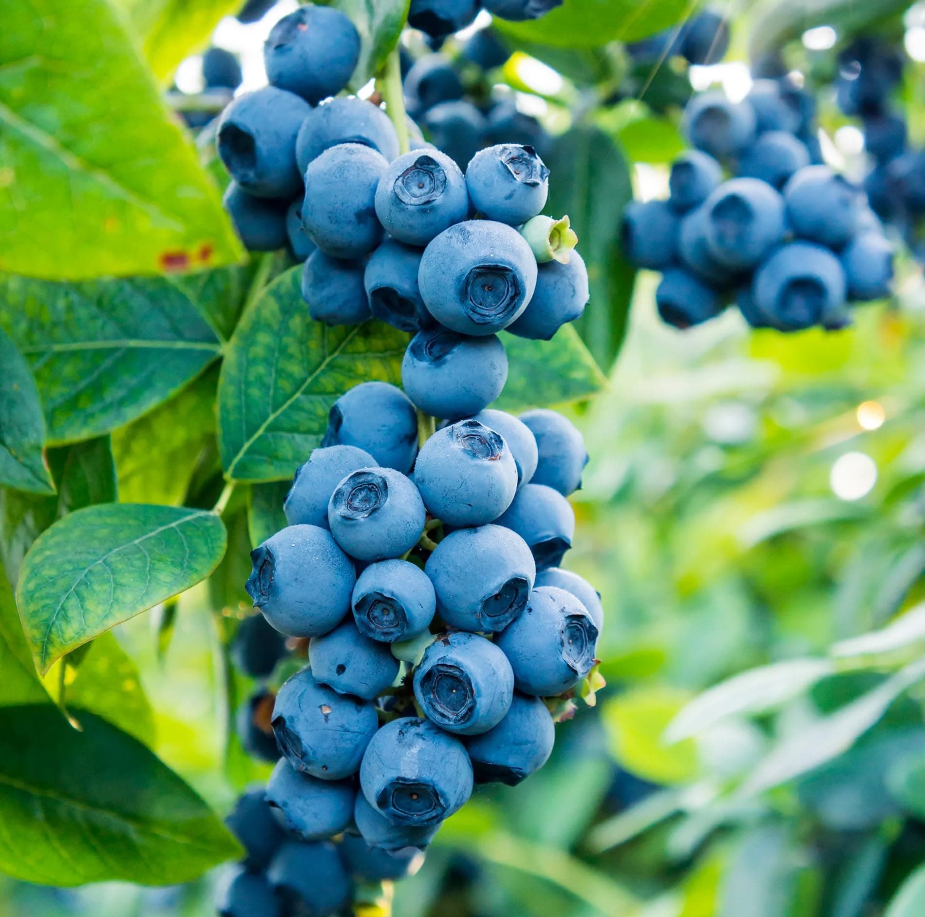 500+Blueberry Bush Seeds for Planting -Non GMO Seeds Plant in Home Gardens Northern