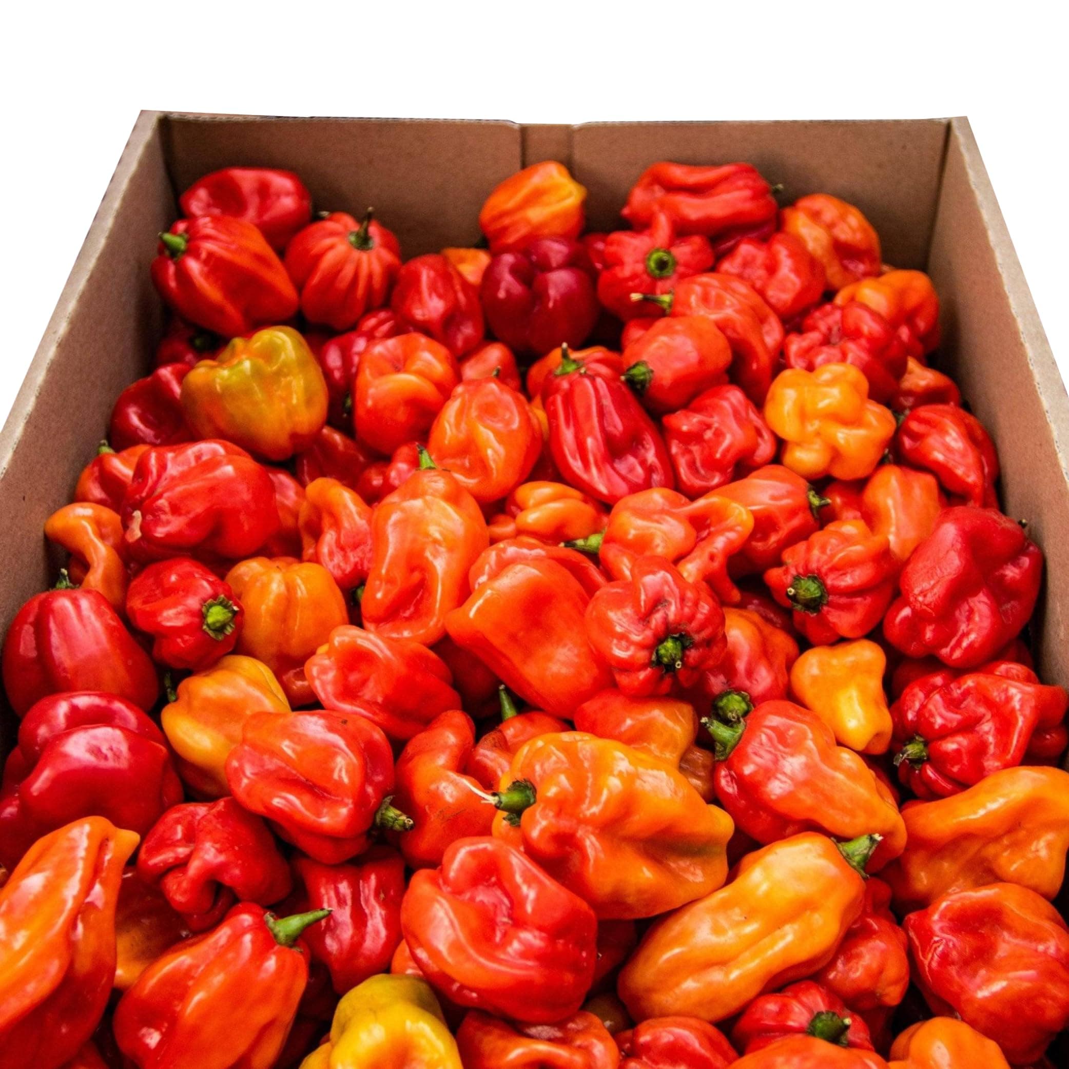 Fresh Scotch Bonnet Chillies 1kg - Chilli Mash Co - Vegan, Very Hot and Spicy, Fresh Red Scotch Bonnet Chillies from Rwanda for Cooking