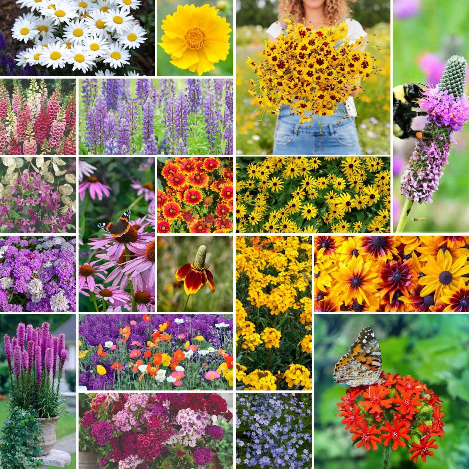 Eden Brothers All Perennial Wildflower Mixed Seeds for Planting, 1 lb, 480,000+ Seeds with Lupine, Shasta Daisy | Attracts Pollinators, Plant in Spring or Fall, Zones 3, 4, 5, 6, 7, 8, 9, 10