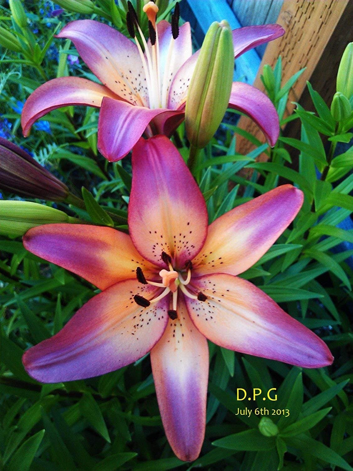 5 bulbs LILY~ROYAL SUNSET~FLOWER BULBS 48" TALL HARDY PERENNIAL PLANTS HUMMINGBIRDS LIKE 12-14CM