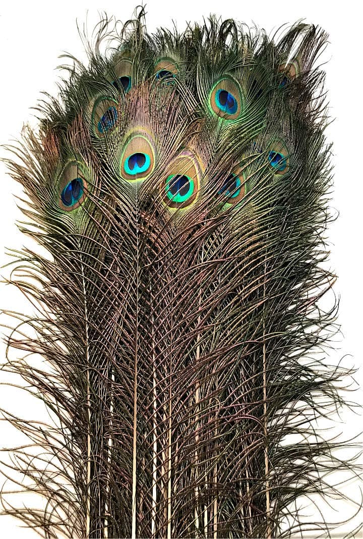 American Feathers Eyed Peacock Tail Feathers 30-35" (50)
