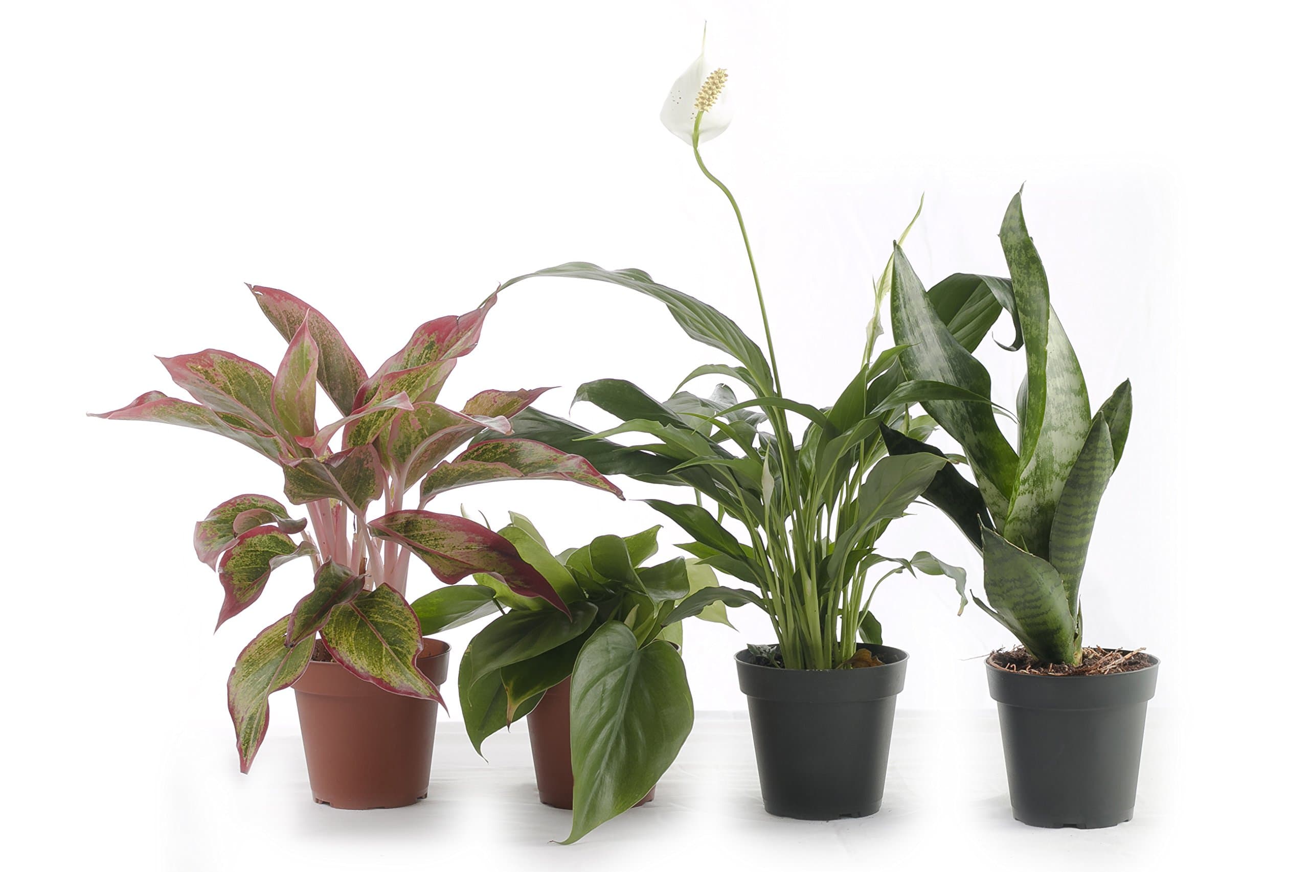 Set Of Four Indoor Plants