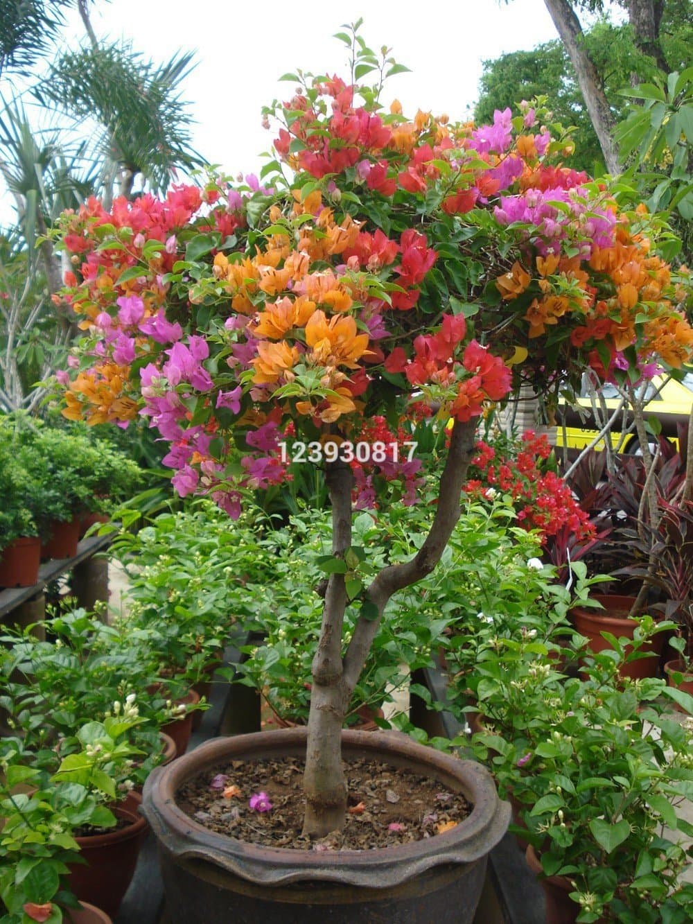 Hot Sale!!! 100pcs Mix color Bougainvillea Spectabilis Willd Seeds bonsai flower plant seeds flowers pot planters