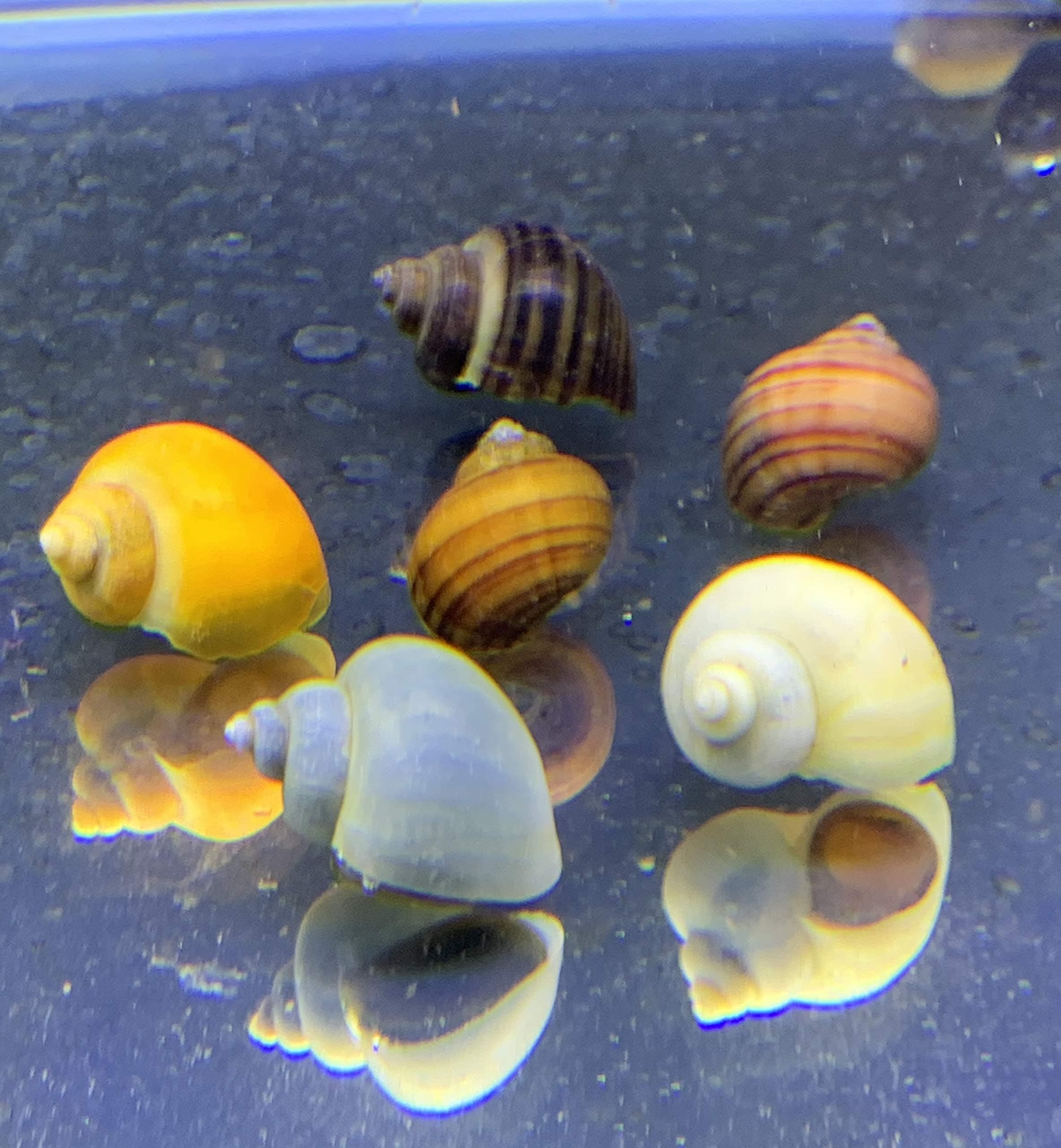 Mystery Snails x3 (Pomacea Bridgesii) Large Mix Pack - Live Freshwater Snails