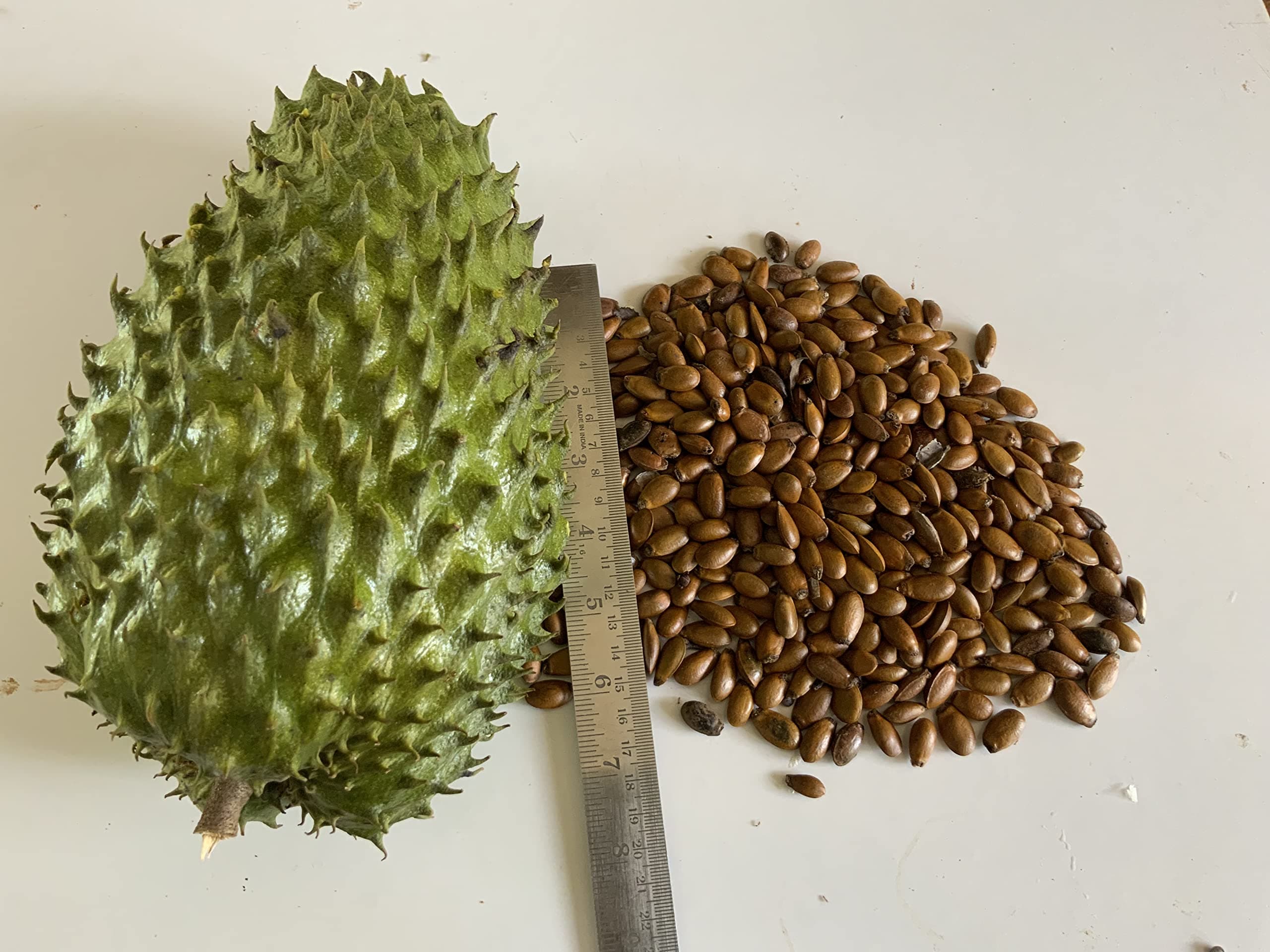 Abamec Soursop Graviola Annona Muricata Guyabano Tree Seeds for Growing (25 seeds pack)