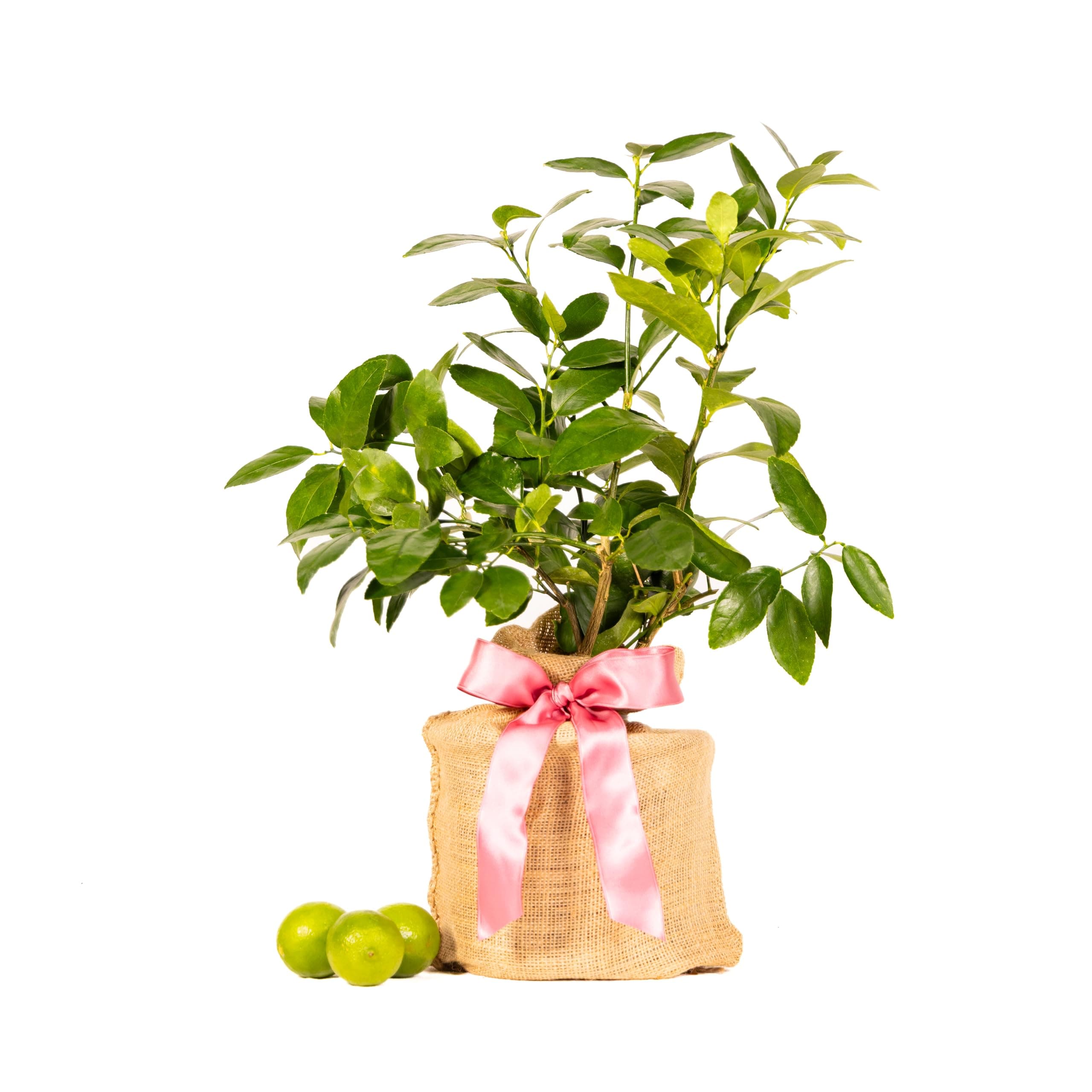 Mother's Day Live Persian Lime Tree Gift, Lasting Mother's Day Gift, Lime Tree, Easy to Grow, Indoor/Outdoor, Home Gardeners, by The Magnolia Company, Can't Ship to CA, AL, AZ, LA, TX