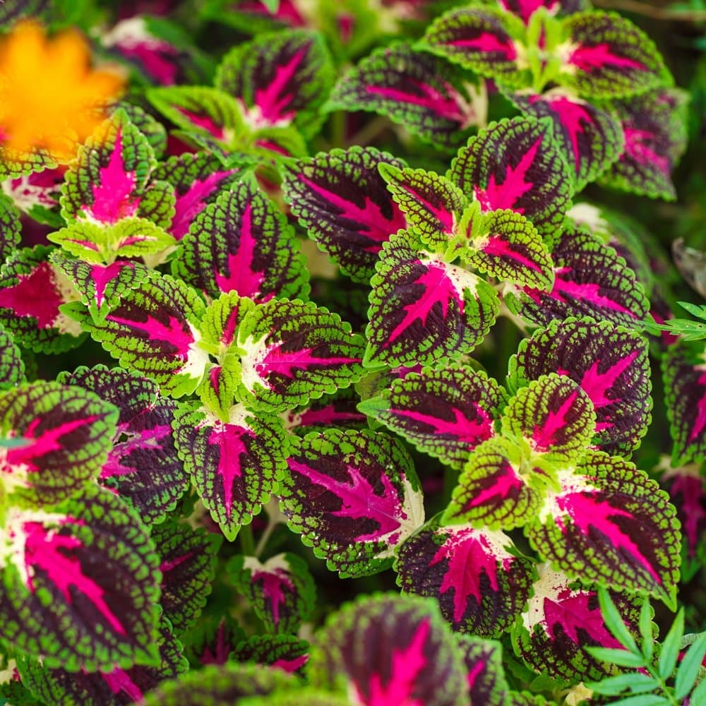 Coleus Rainbow Seeds - Coleus hybridus -