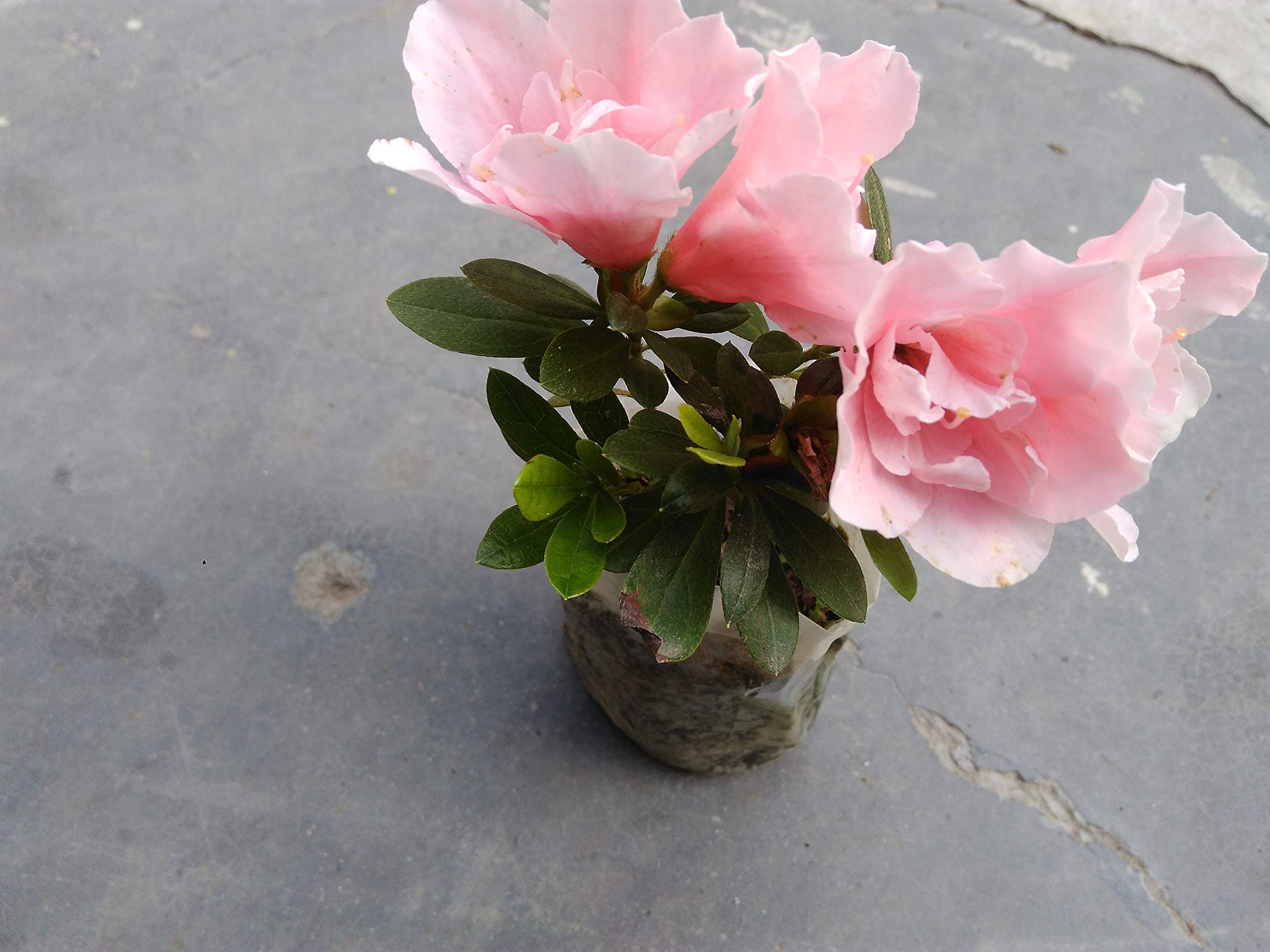 azalea flower plant (1 piece) from Greeen earth