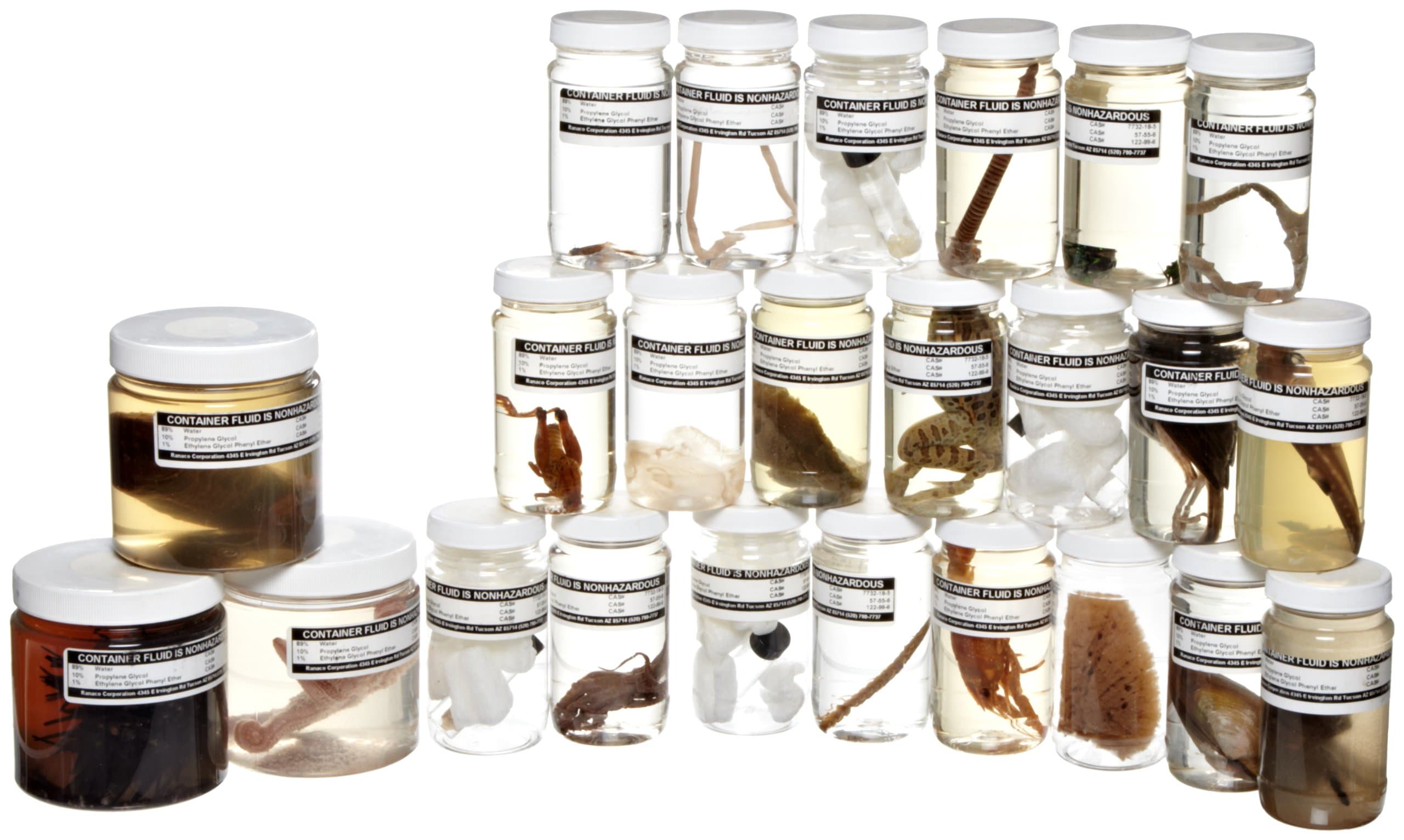 Ranaco Animal Survey Collection, Set of 24