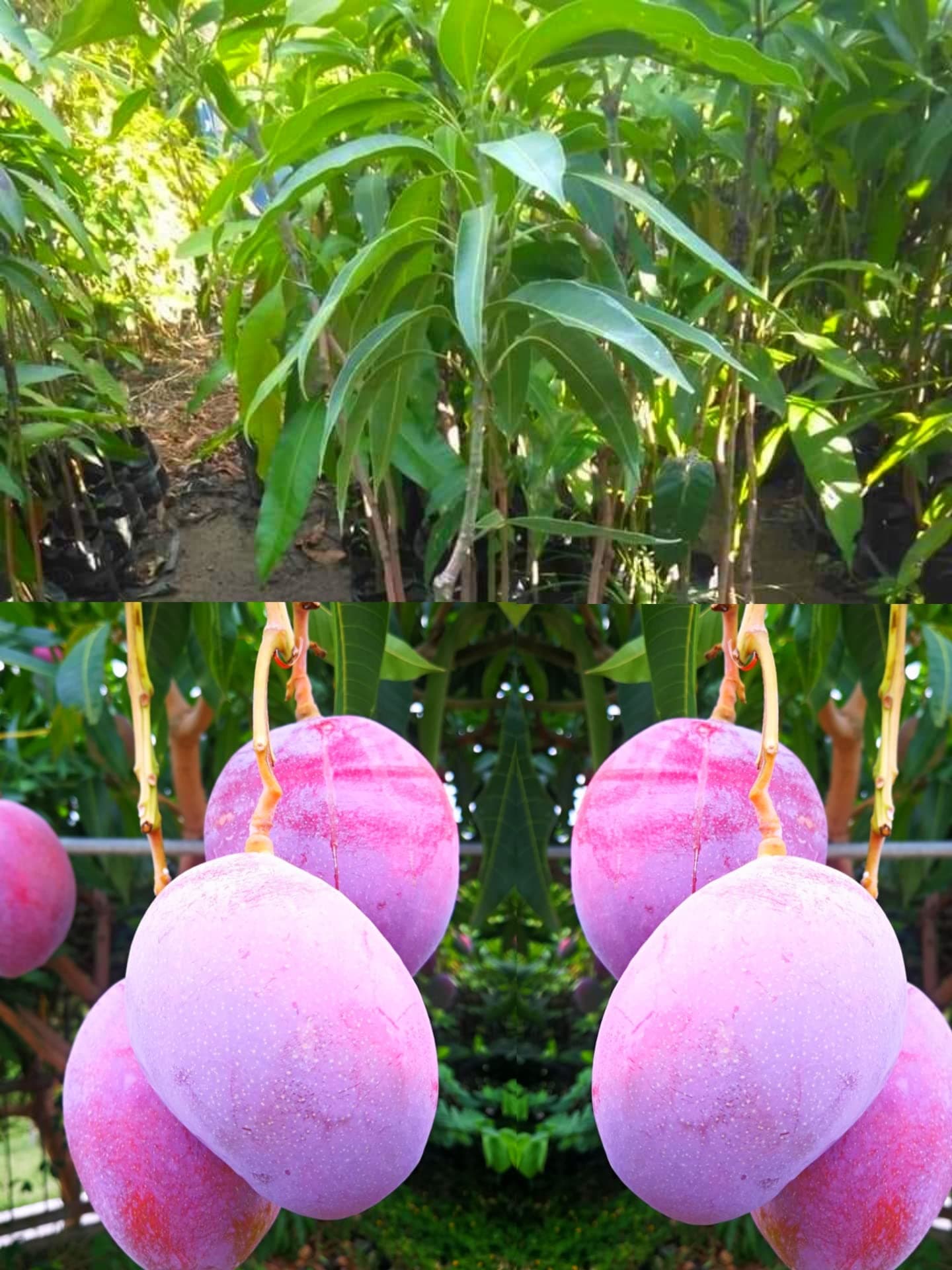 Original Miyazaki(Pack Of 2)Mango Plant-Eggs Of The Sun,The Miyazaki Mangoes Are Also Known As Taiyo-No-Tomago In Miyazaki(Japan)Plant Height Upto 3 ft,Pure Grafted&Healthy Plant