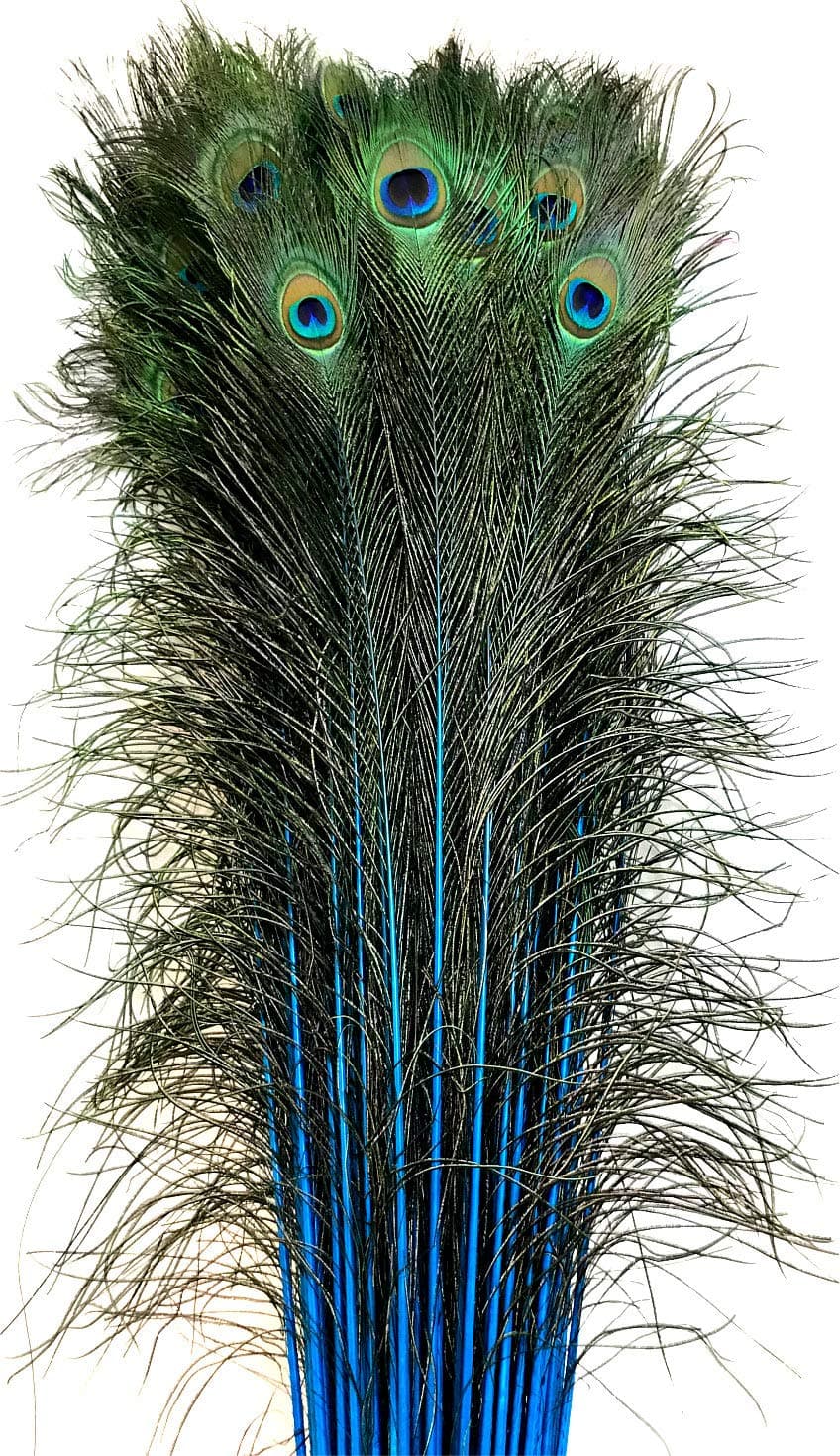 American Feathers Eyed Peacock Tail Feathers 30-35" Dyed - per 25 (Turquoise)