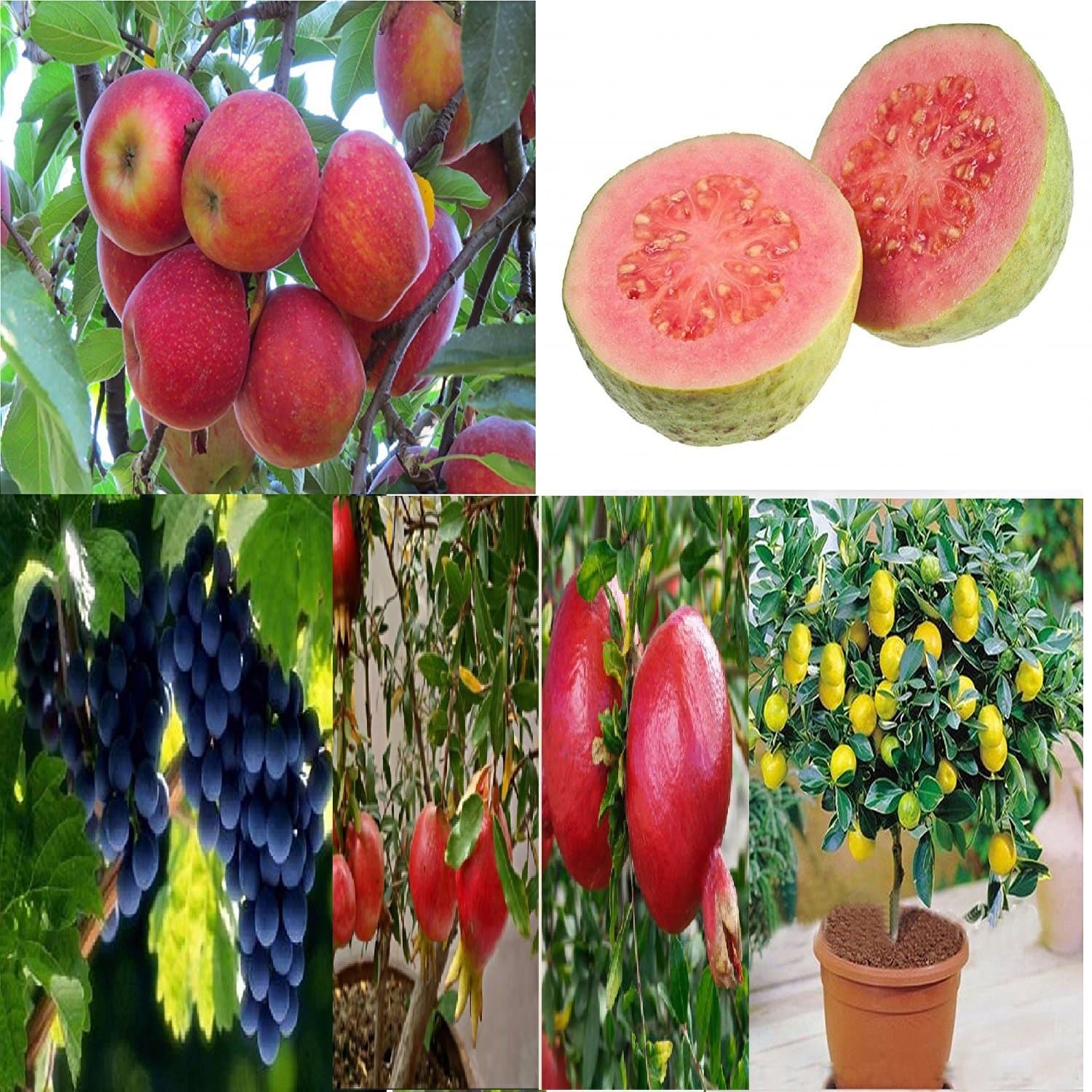 Vasuworld Combo Pack Fruits Tree Seeds - Combo Of 6