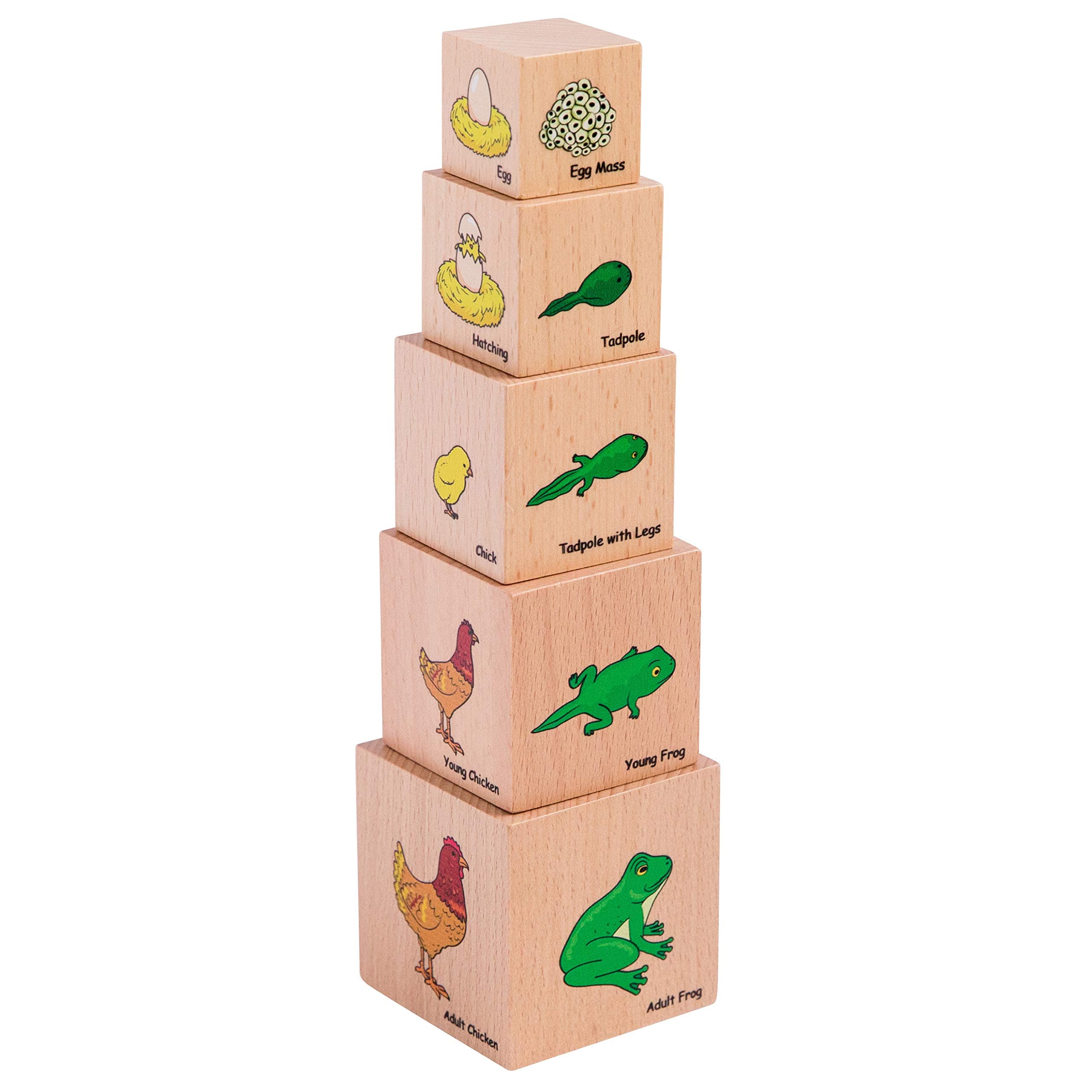 THE FRECKLED FROG Life Cycle Wooden Blocks - Set of 5 - Ages 12m+ - Science Toys for Toddlers - Explore 5 Stages of the Moth, Butterfly, Chicken, Frog