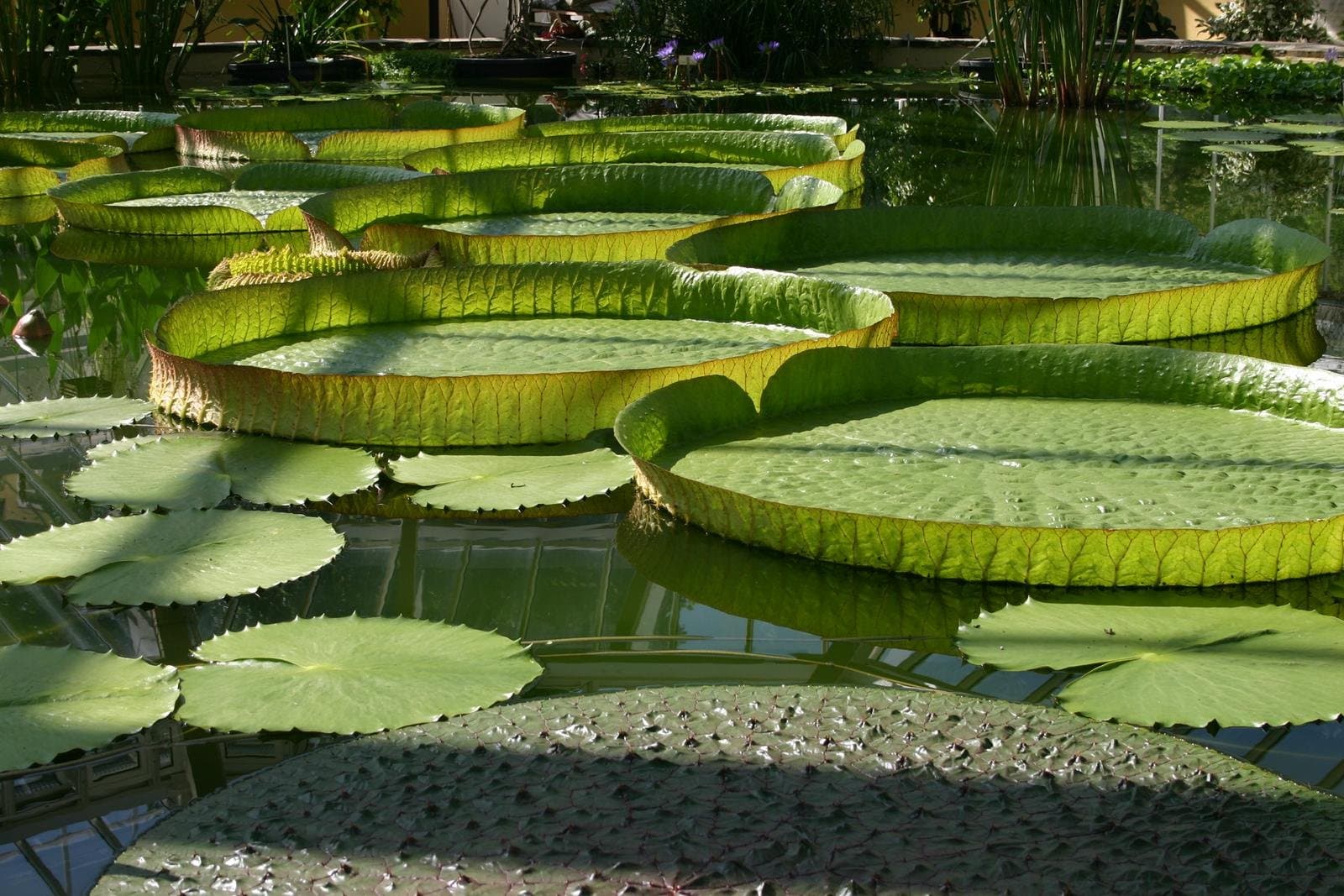 Victoria Amazonica Giant Waterlily"5 Seeds" - Tropical Rare Giant Lotus Aquatic Plant