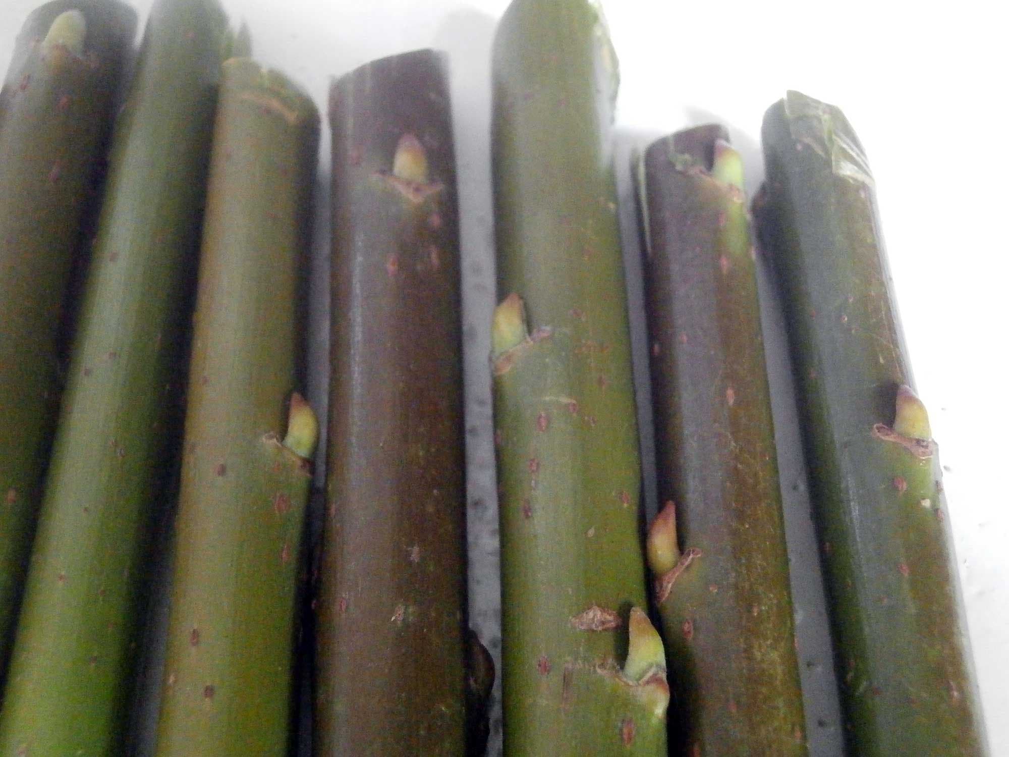 Tartan Guppy 10 Fresh Willow cuttings - Hedges Windbreak Biomass Weaving - Live Plants by