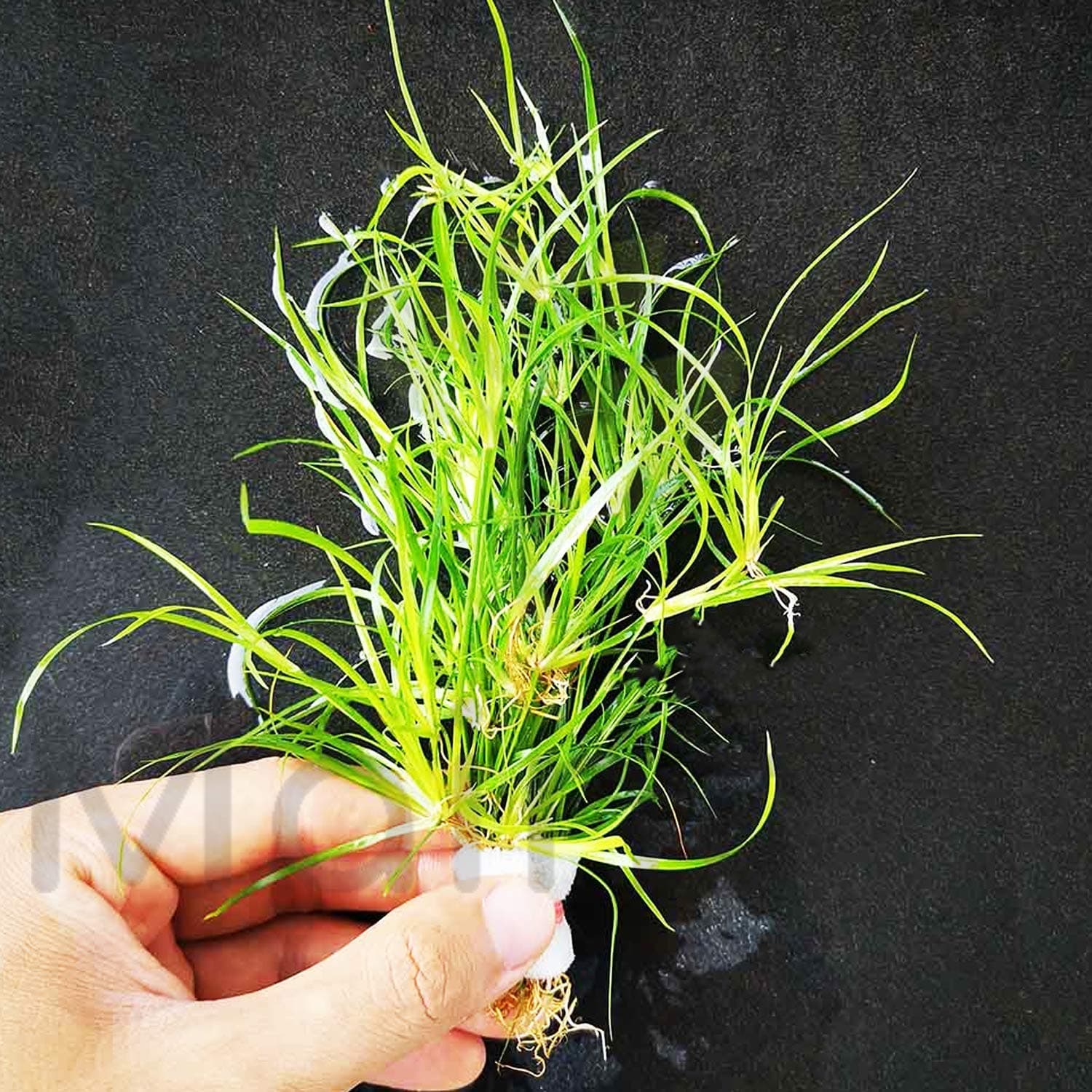 Juncus repen Live Aquarium Freshwater Plants Decorations 3 Days Live Guaranteed by Mainam