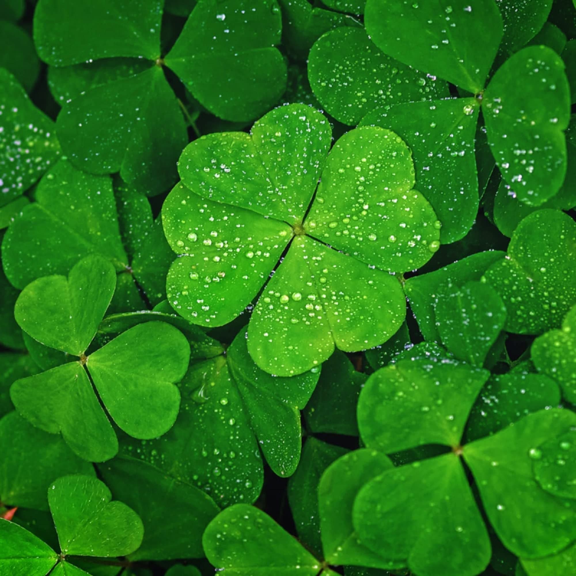 CHUXAY GARDENFour-Leaf Clover 100 Seeds Rare Three-Leaf Clover Bring Good Luck Ground Cover Seed New Lawn Easily Grow Great for Garden