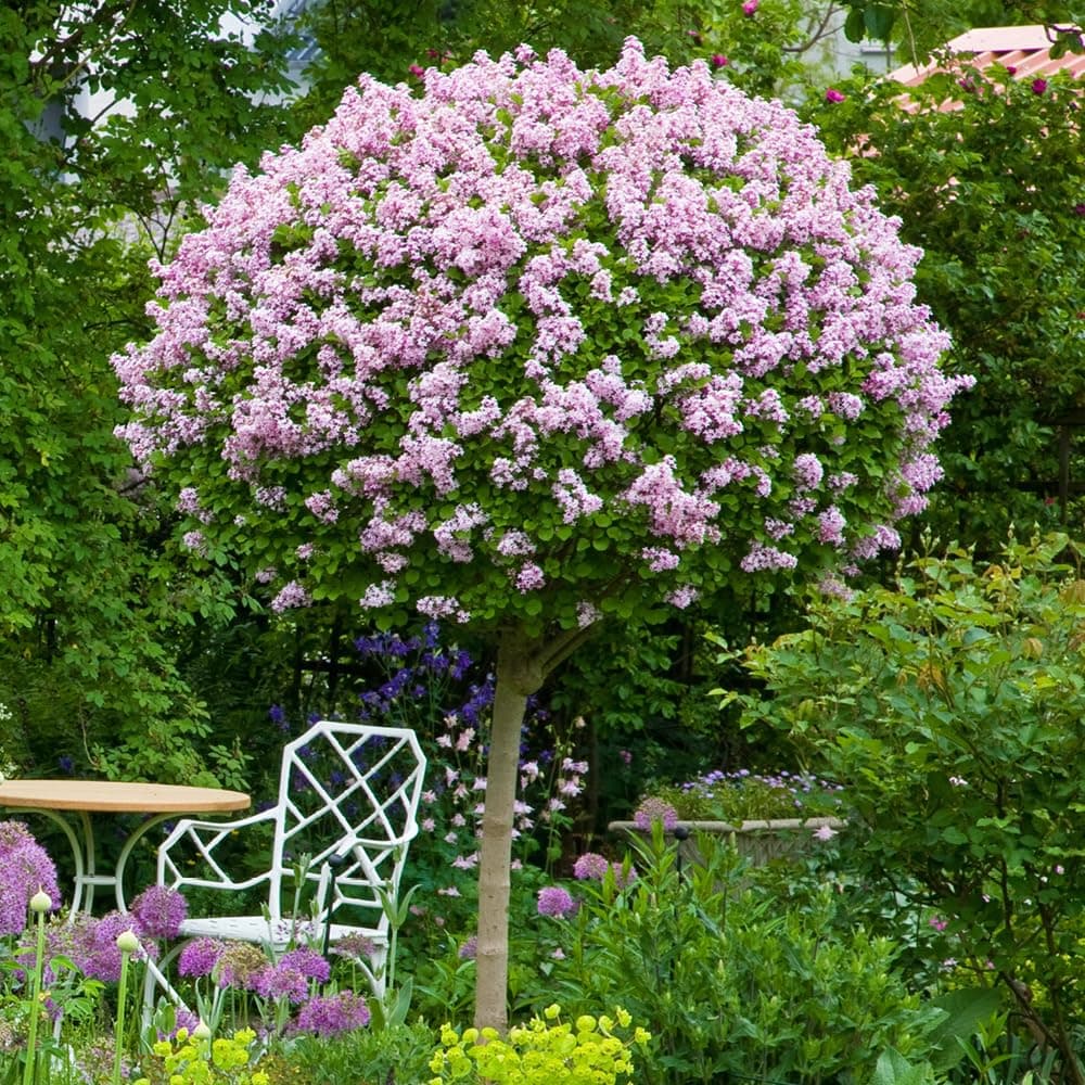 YouGarden Standard Lilac Tree Syringa 'Palibin' 80-100cm Tall in 3 Litre Pot, Potted Trees & Shrubs for Gardens or Patios, Supplied as 1 x Standard Lilac Tree in 3L Pot