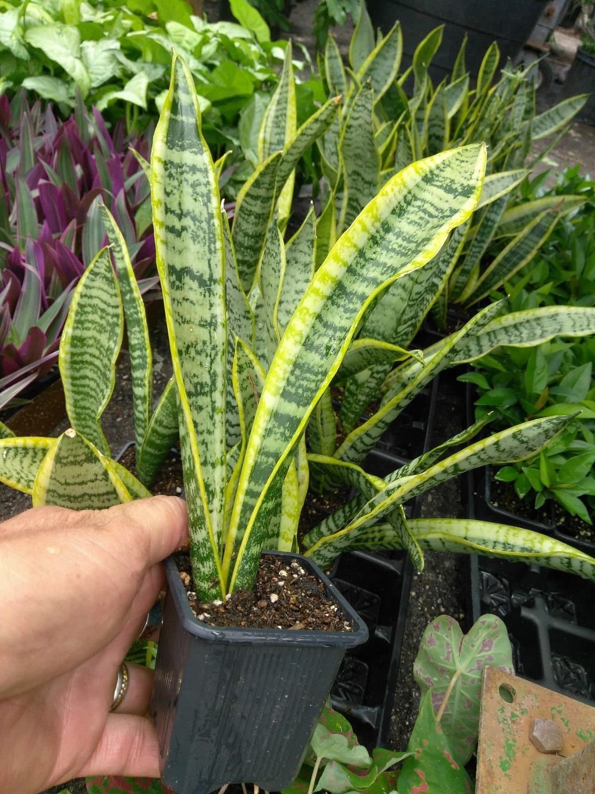 SANSEVIERIA - Snake Plant - 1 Live Plant - 3" Pot