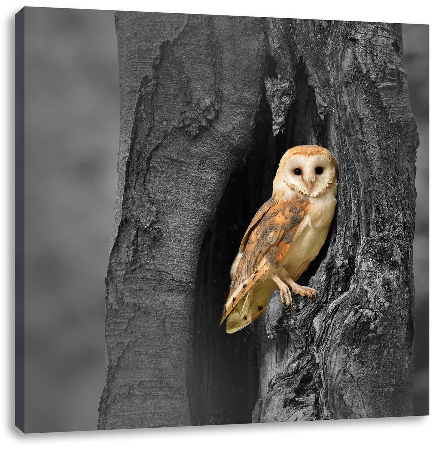 Barn Owl in the tree hollow 60x60 cm canvas print decoration