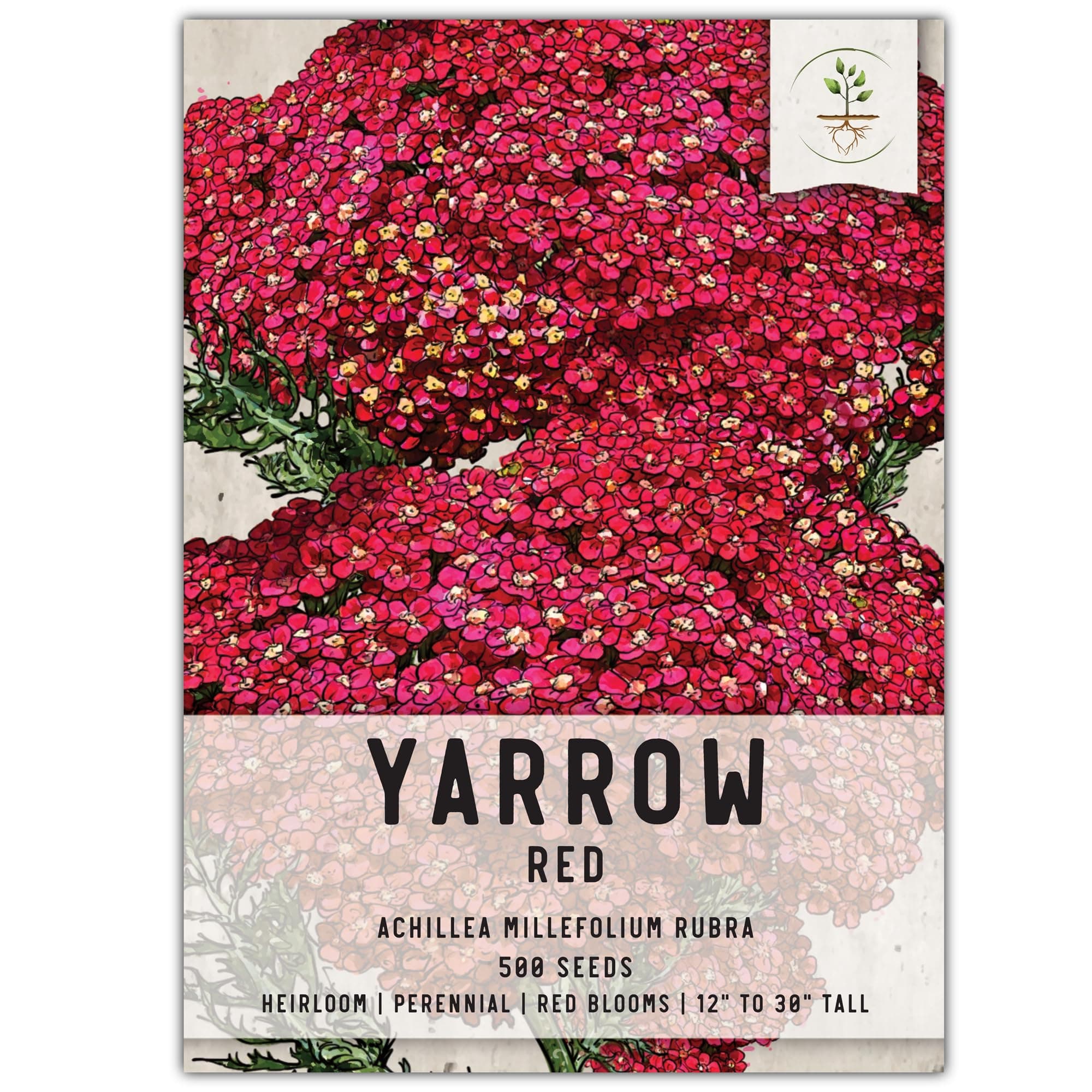 Seed Needs, Red Yarrow Seeds - 500 Heirloom Seeds for Planting Achillea millefolium rubra - Perennial Host Plant to Attracts Monarchs & Other Pollinators (1 Pack)