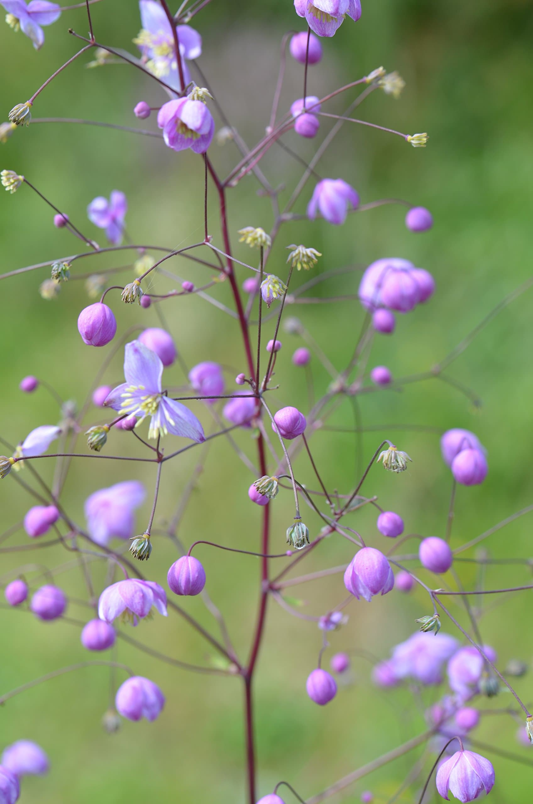 Thalictrum 'Splendide'