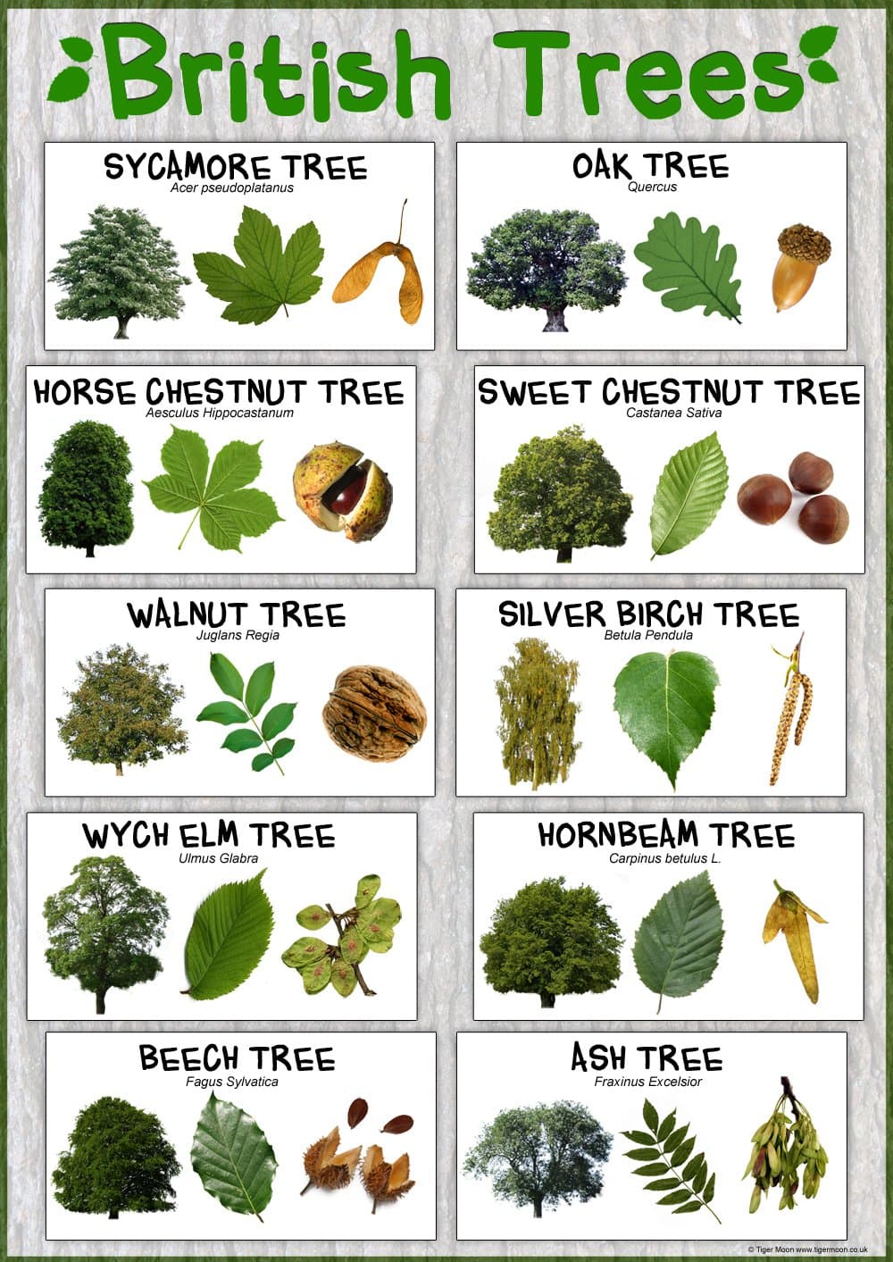 British Trees Nature Poster - Paper Laminated (A2 Size 42 x 59.4 cm) School Classroom Decoration/Teaching Resource