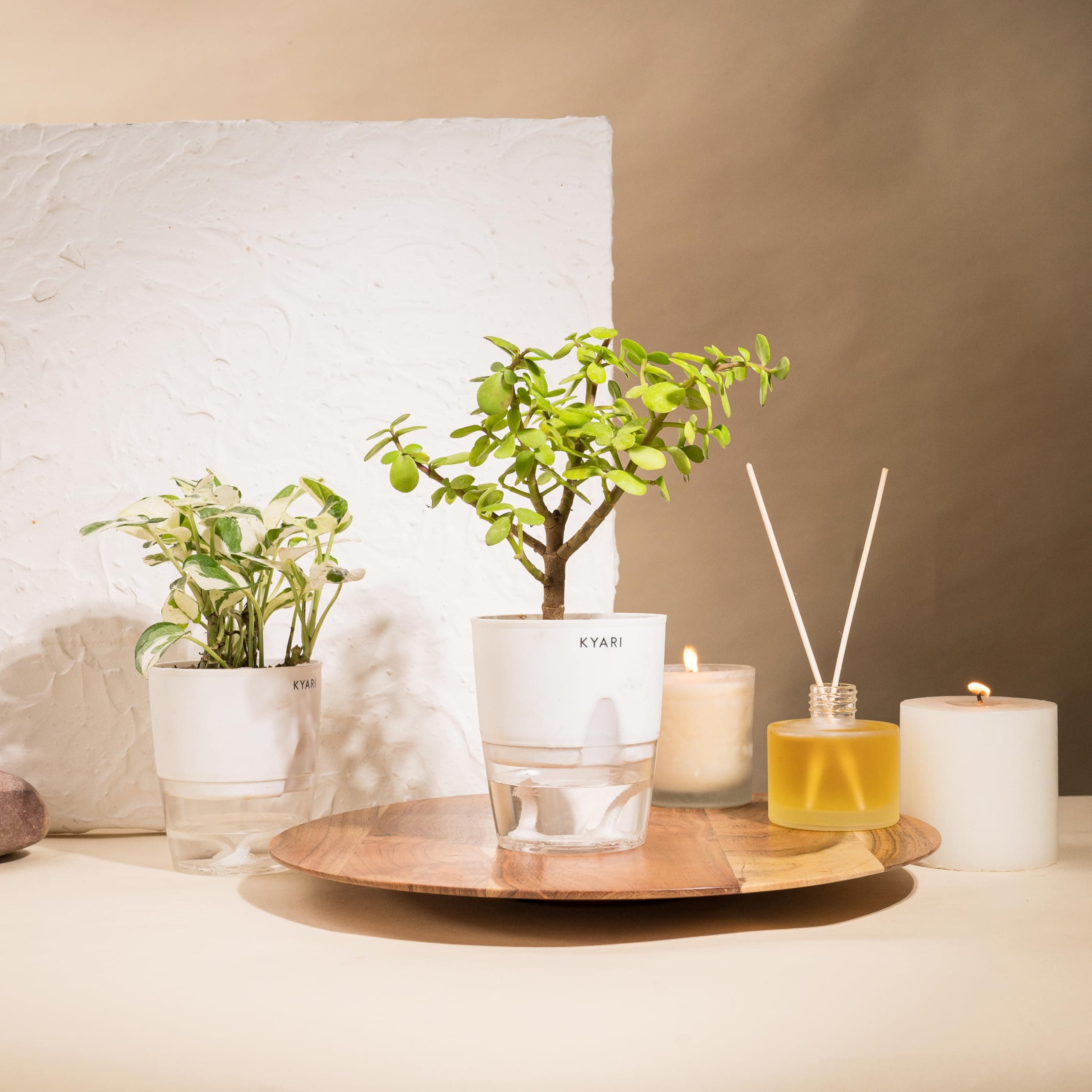 KYARI Jade-Money N'Joy Combo of 2 Indoor Plants for Living Room | Live Plants | Plants with White Pot for Home Air purifier plants | Plants for Home Decor | Plants for garden