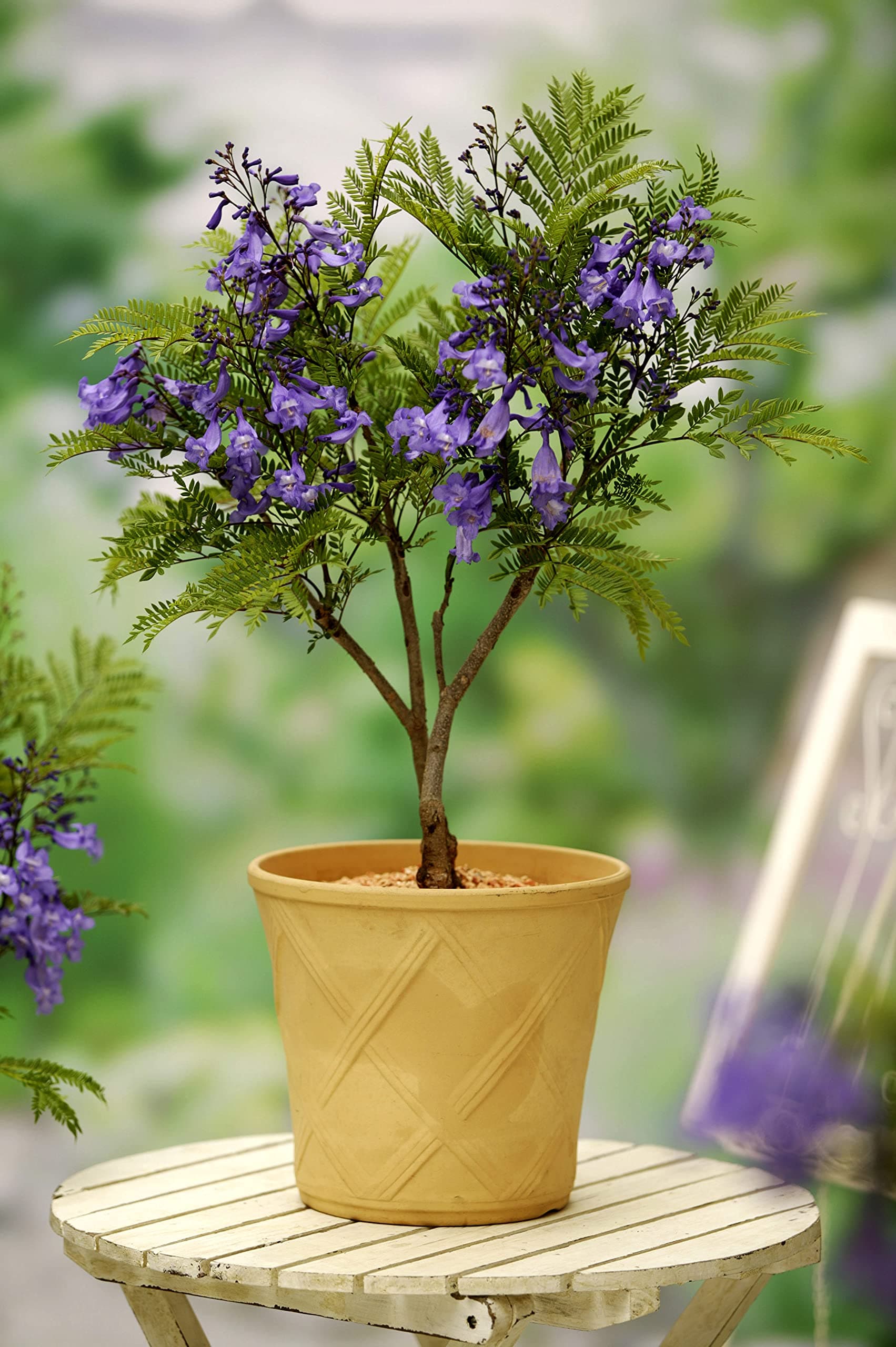 Jacaranda Tree, Bonsai Blue, mimosifolia, ovalifolium, Tender Tree, Dwarf, Blue Flowers, Supplied as 1 x 15cm Potted Plant by seeds