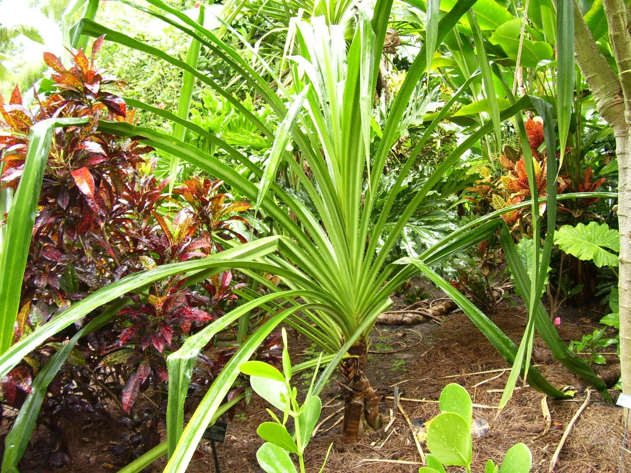 Pandanus Furcatus Himalayan Screw Pine Tree 3 Fresh Seeds RARE