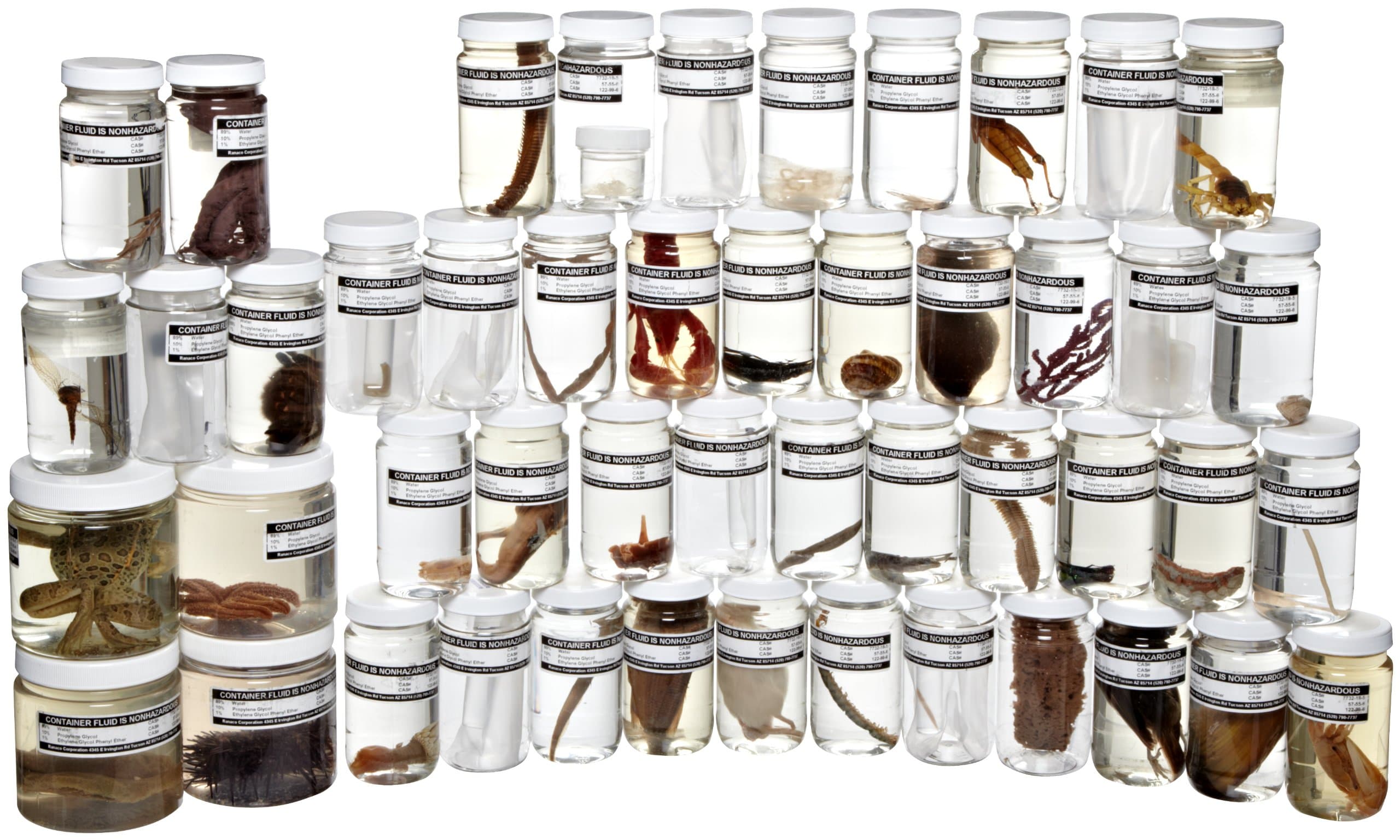 Ranaco Animal Specimen Survey Collection, Set of 48