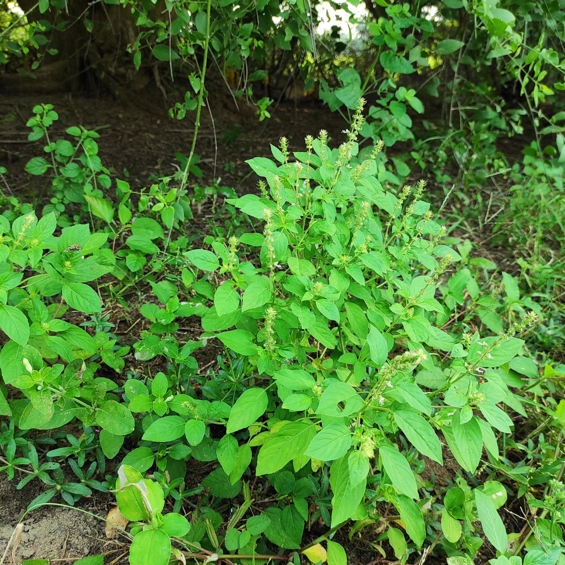 1 Plant of Green Holy Basil Plant in 4 Inches Pot, Tulsi Basil Plant