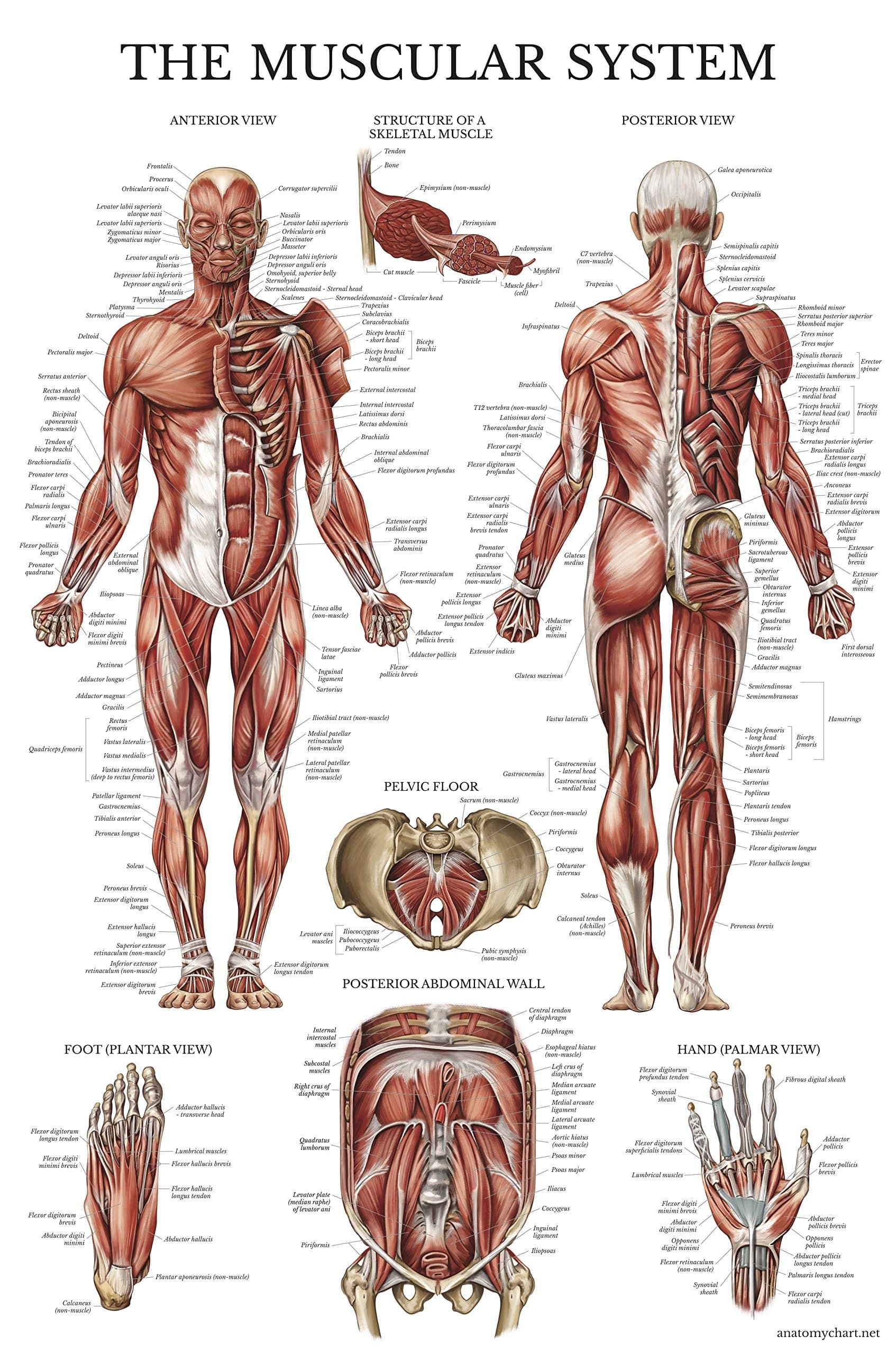 Palace Learning Muscular System Anatomical Poster - LAMINATED - Muscle Anatomy Chart - Double Sided (18" x 24")