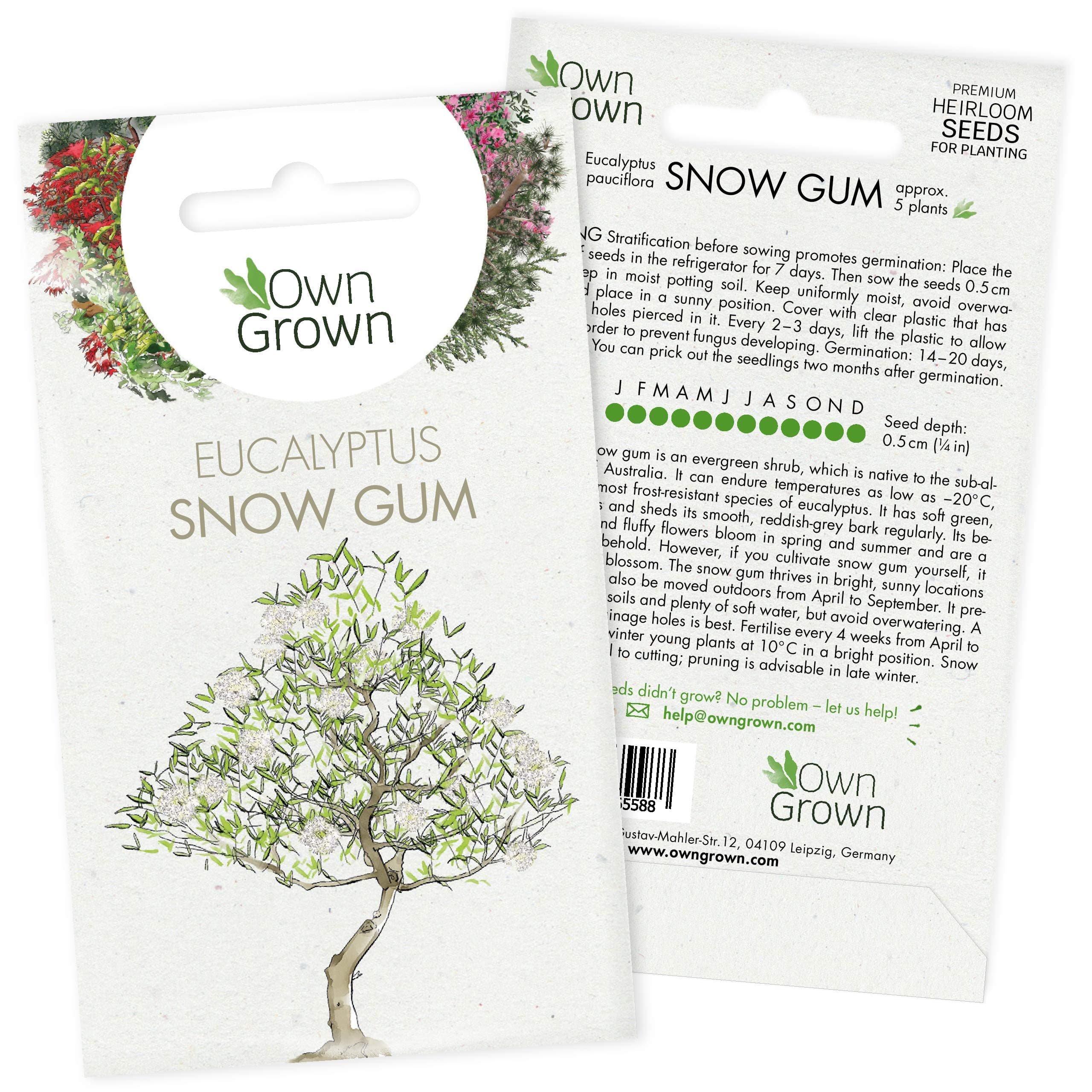 Grow Your Own Bonsai Trees: Premium Bonsai Seeds for Eukalyptus Tree – 5 Snow Gum Bonsai Tree Seeds – Snow Gum Tree Plant Seeds to Grow Your own Tree – Make Your own Bonsai Indoor Plants by OwnGrown