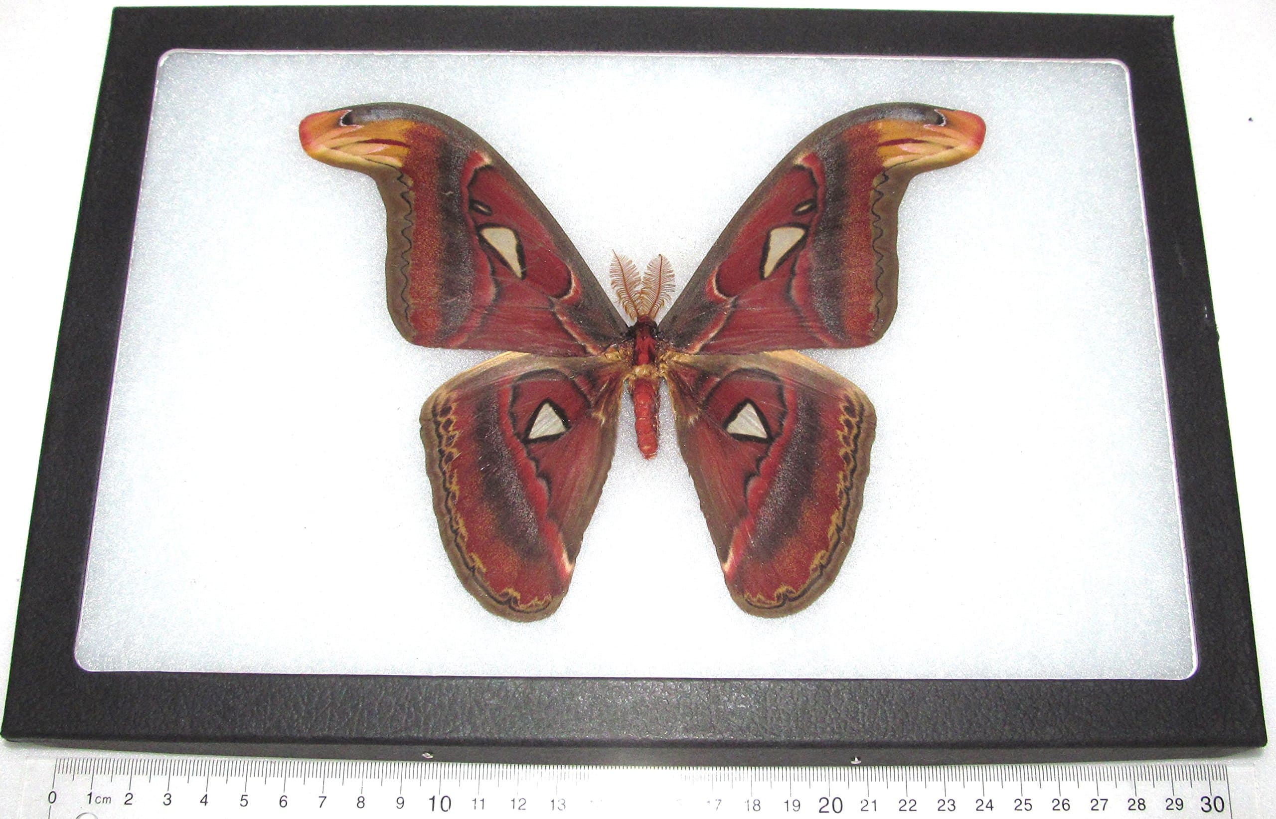 BicBugs Attacus atlas MALE snake mimic saturn moth Indonesia FRAMED