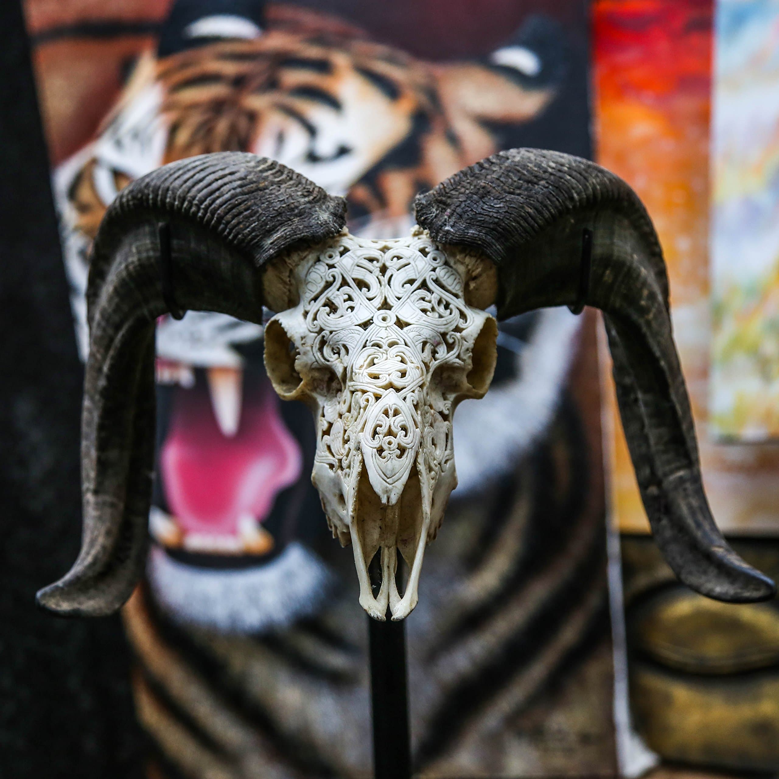 22'' Real Ram Skull with Horns & Carving - Made By Skullbliss