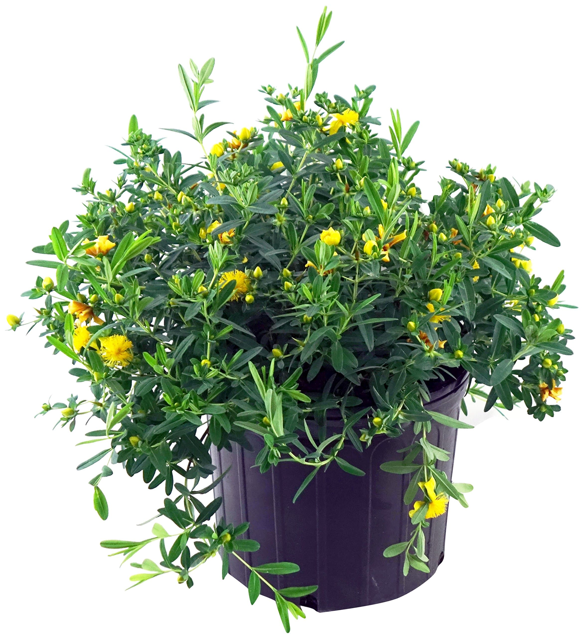 Hypericum frondosum 'Sunburst' (St. Johns Wort) Shrub, yellow flowers, #3 - Size Container