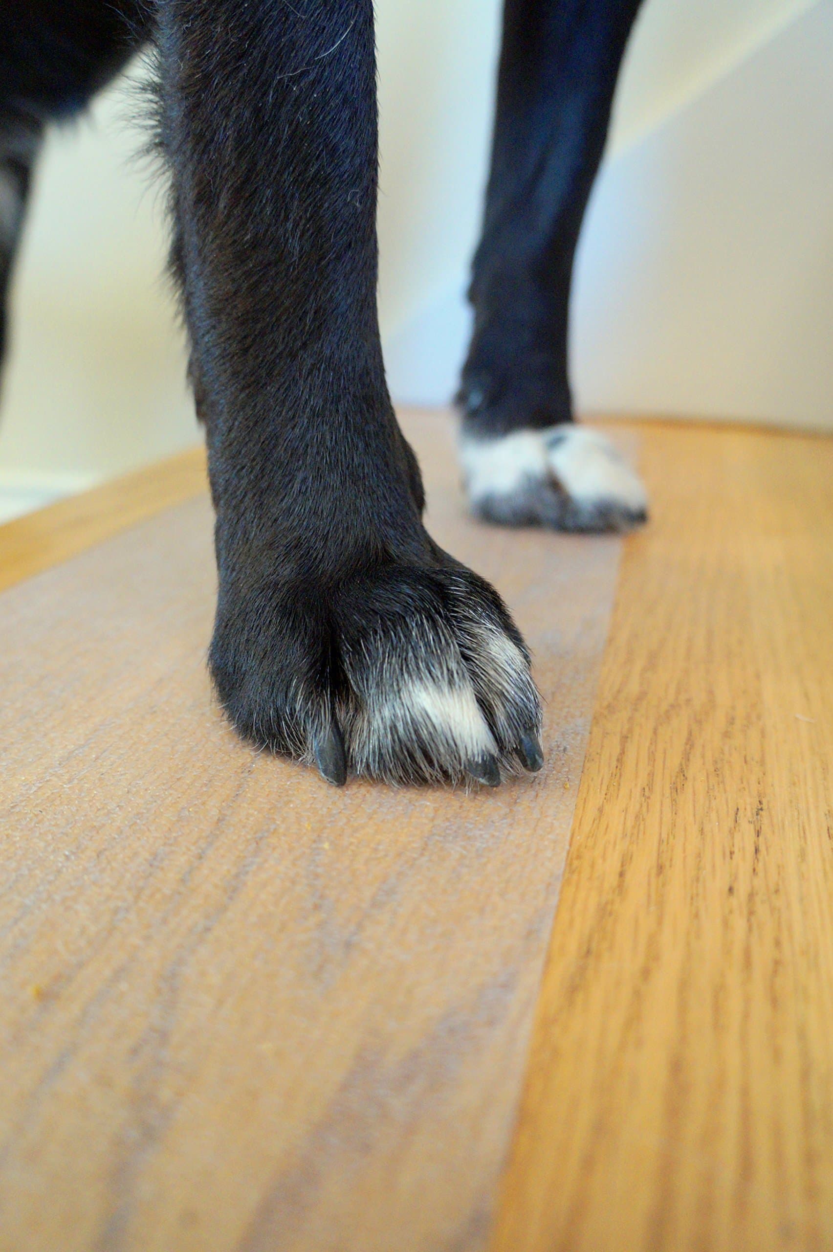 Clear Puppy Tread, 6"x24" (Pack of 1)