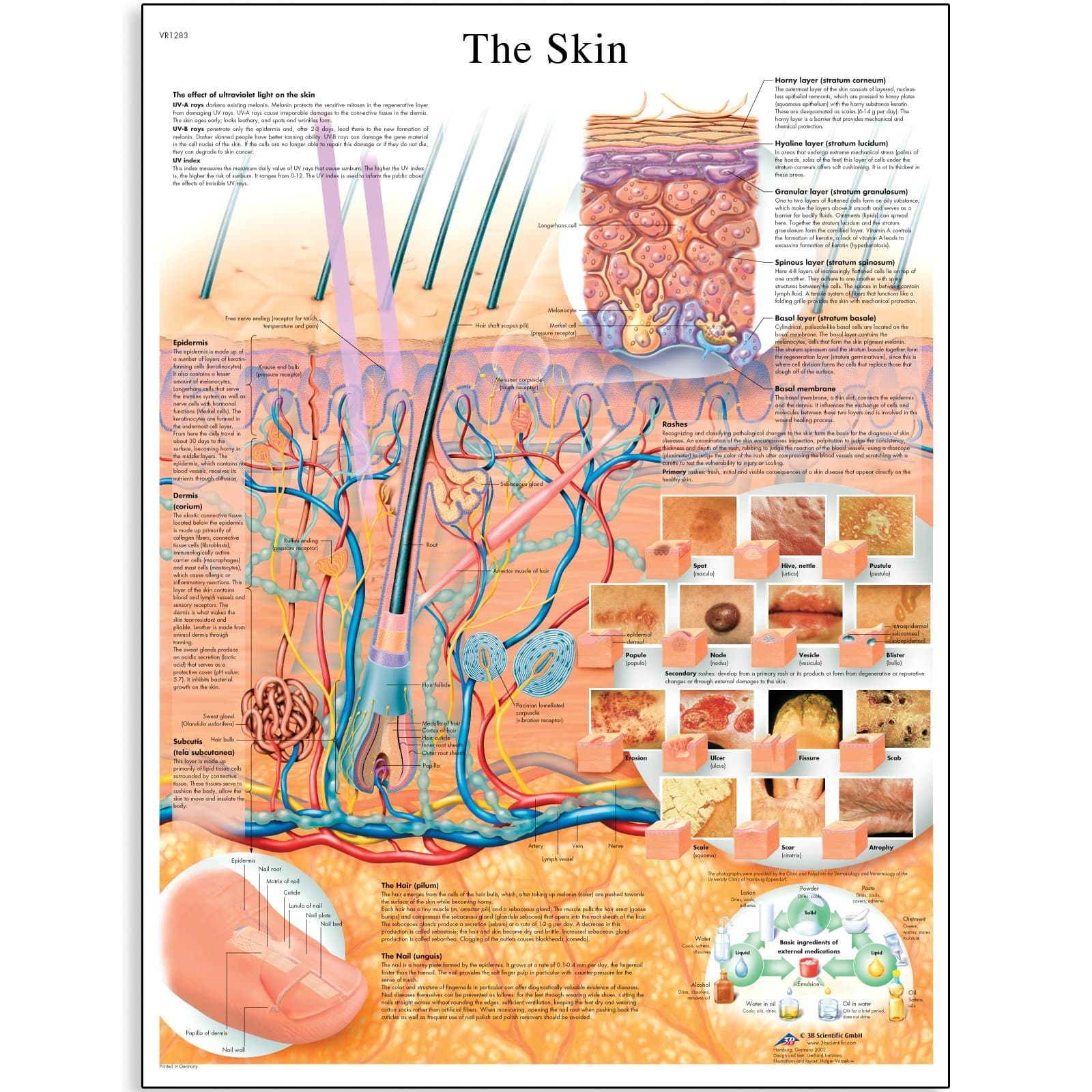 3B Scientific The Skin Chart, VR1283UU, unlaminated, 50.00 x 67.00 cms