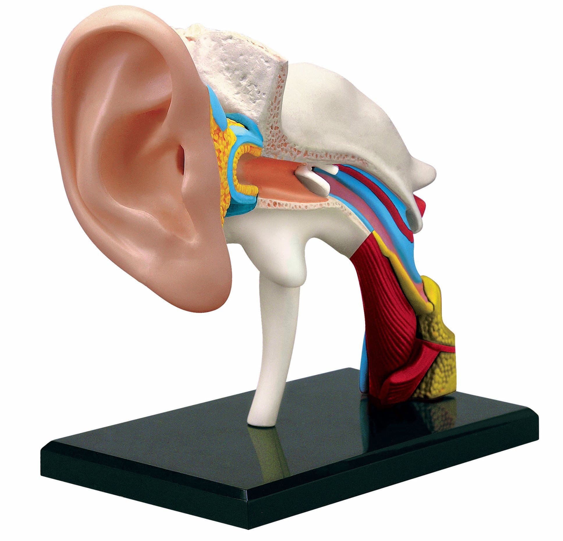 TEDCO Learn About Human Anatomy - Ear Anatomy Model (Age 8+)