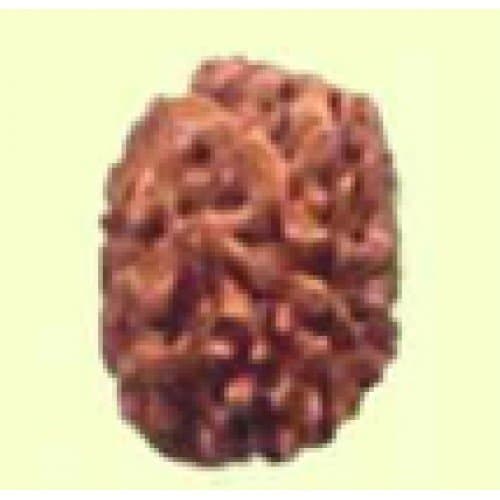 vastu astro shop 3 Mukhi Haridwar