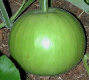 Bottle Gourd/Lauki Round Seeds - Desi Variety
